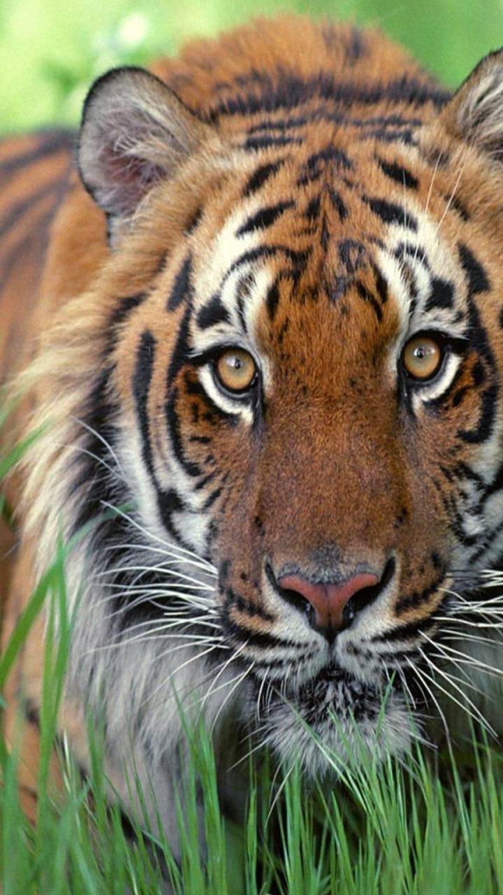 Descarga gratuita de fondo de pantalla para móvil de Animales, Gatos, Tigre.