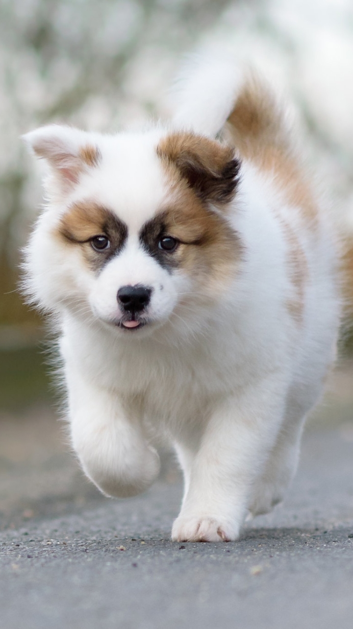 無料モバイル壁紙動物, 犬, 子犬, 赤ちゃん動物をダウンロードします。