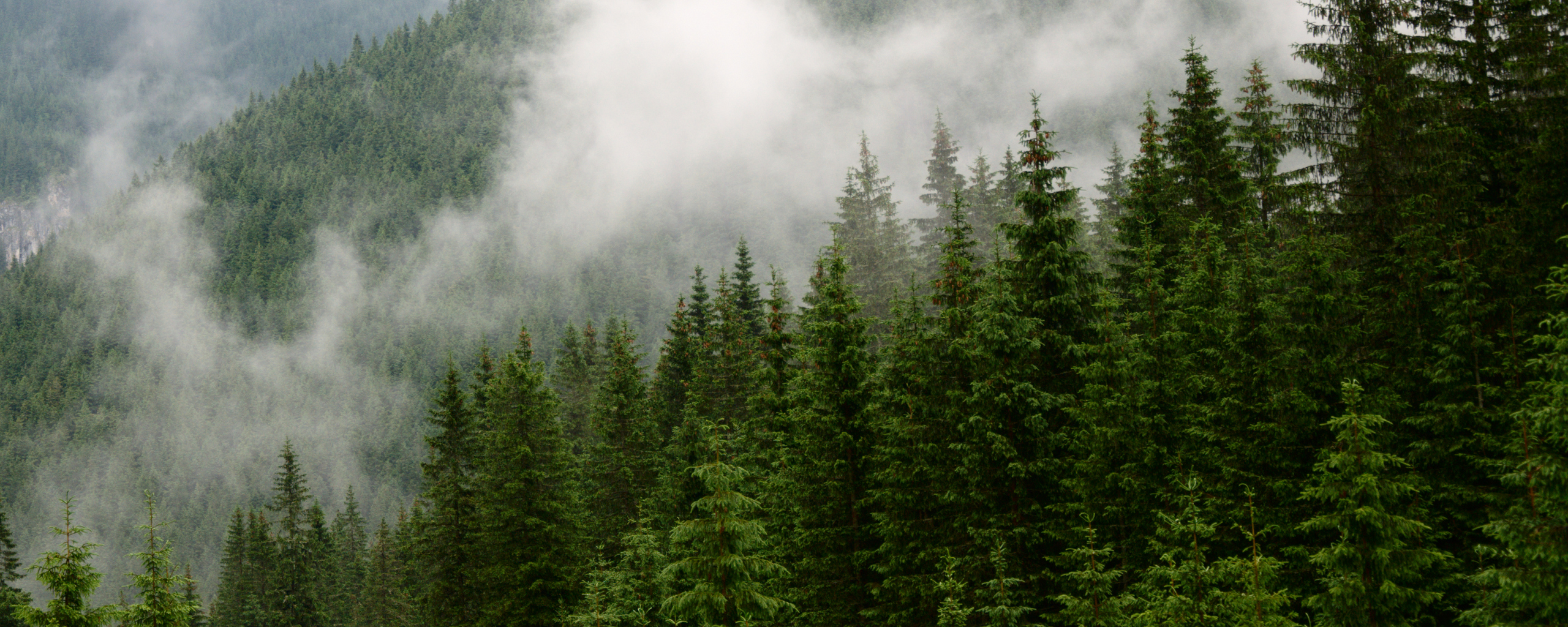 Téléchargez gratuitement l'image Forêt, Terre/nature sur le bureau de votre PC