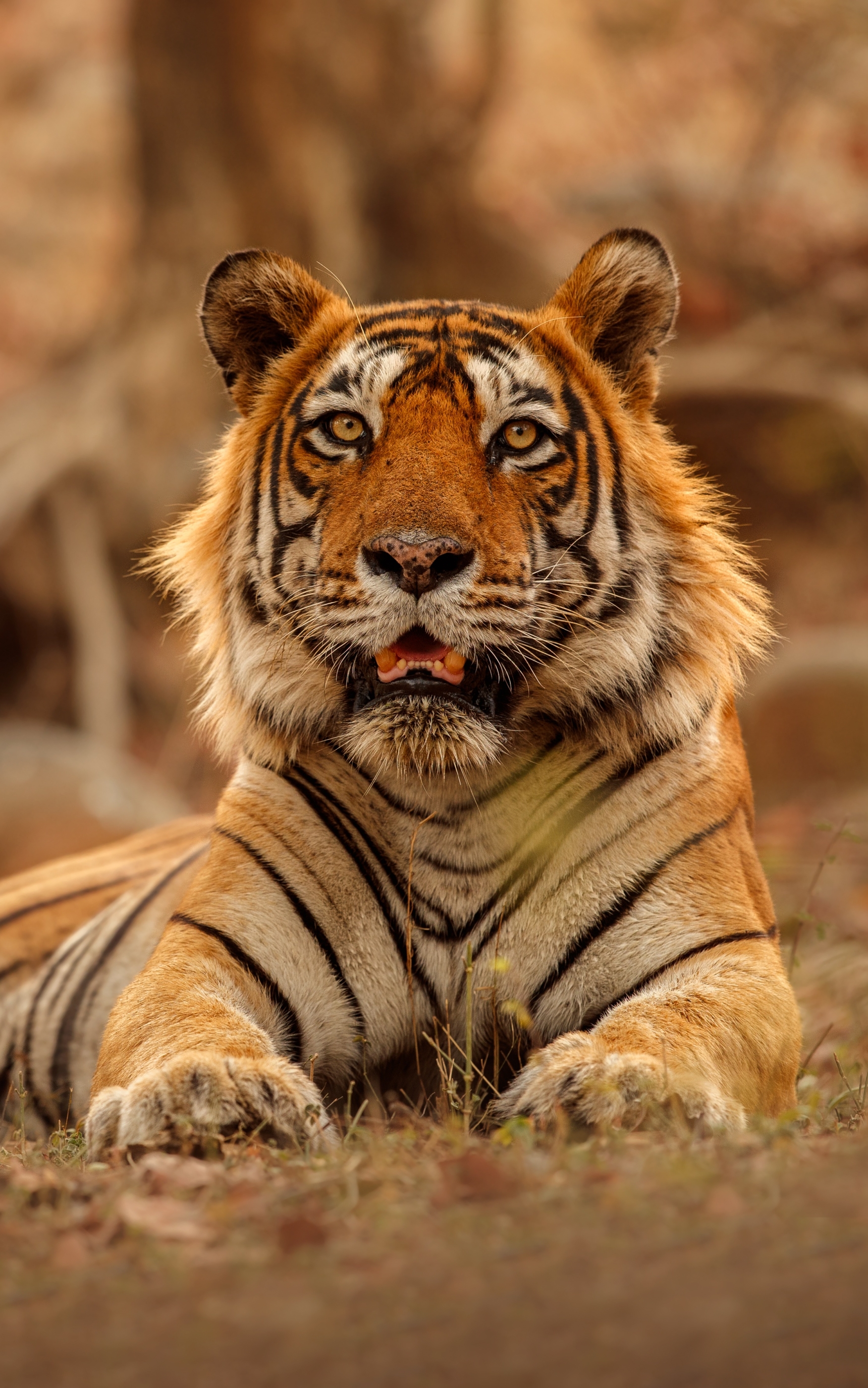 Handy-Wallpaper Tiere, Katzen, Tiger kostenlos herunterladen.