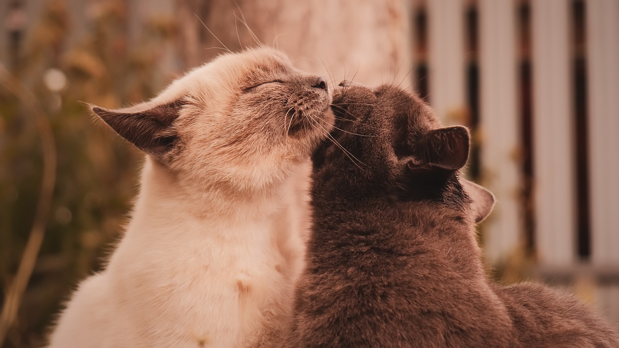 無料モバイル壁紙動物, ネコ, 猫をダウンロードします。