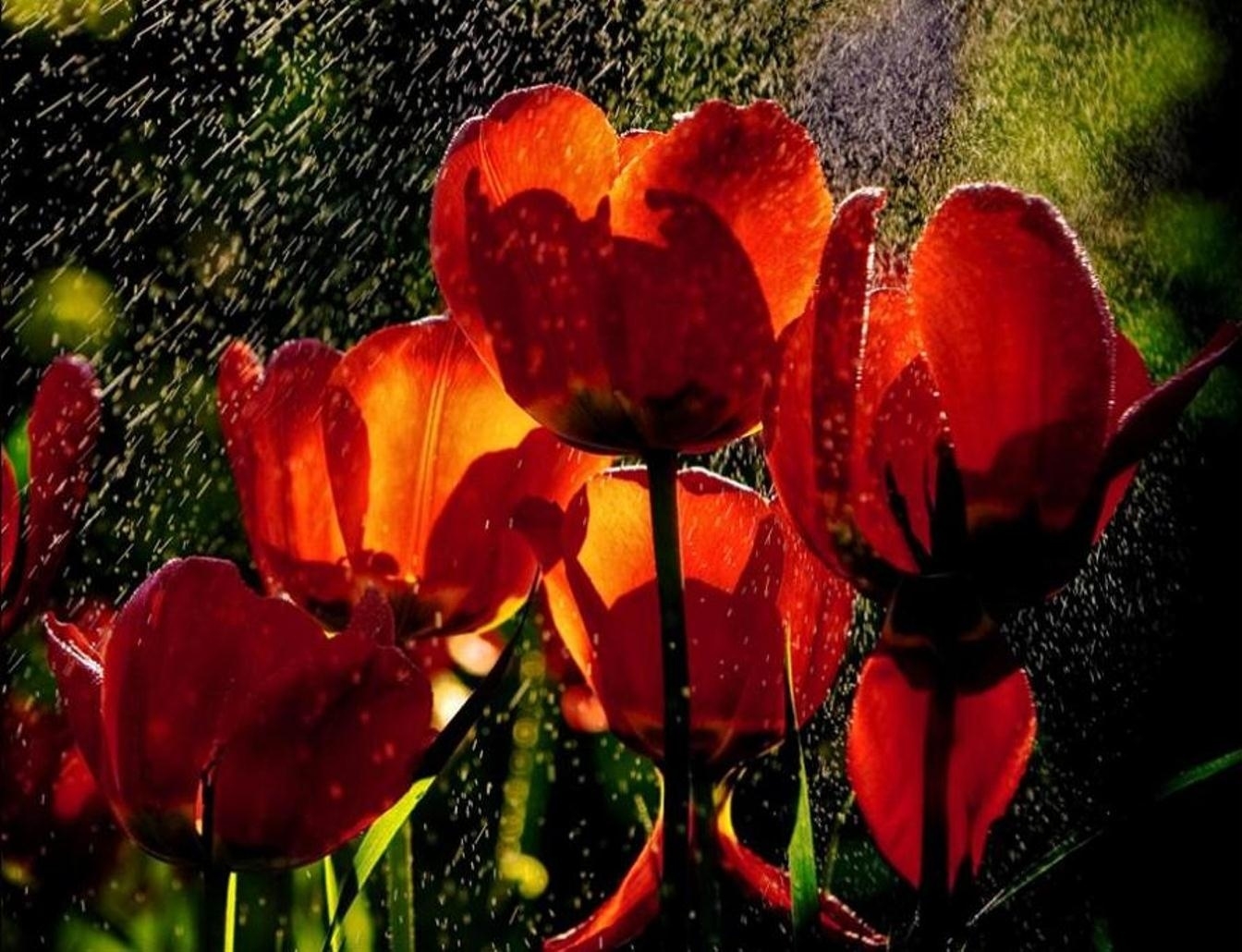 drops, flowers, rain, tulips, freshness Full HD