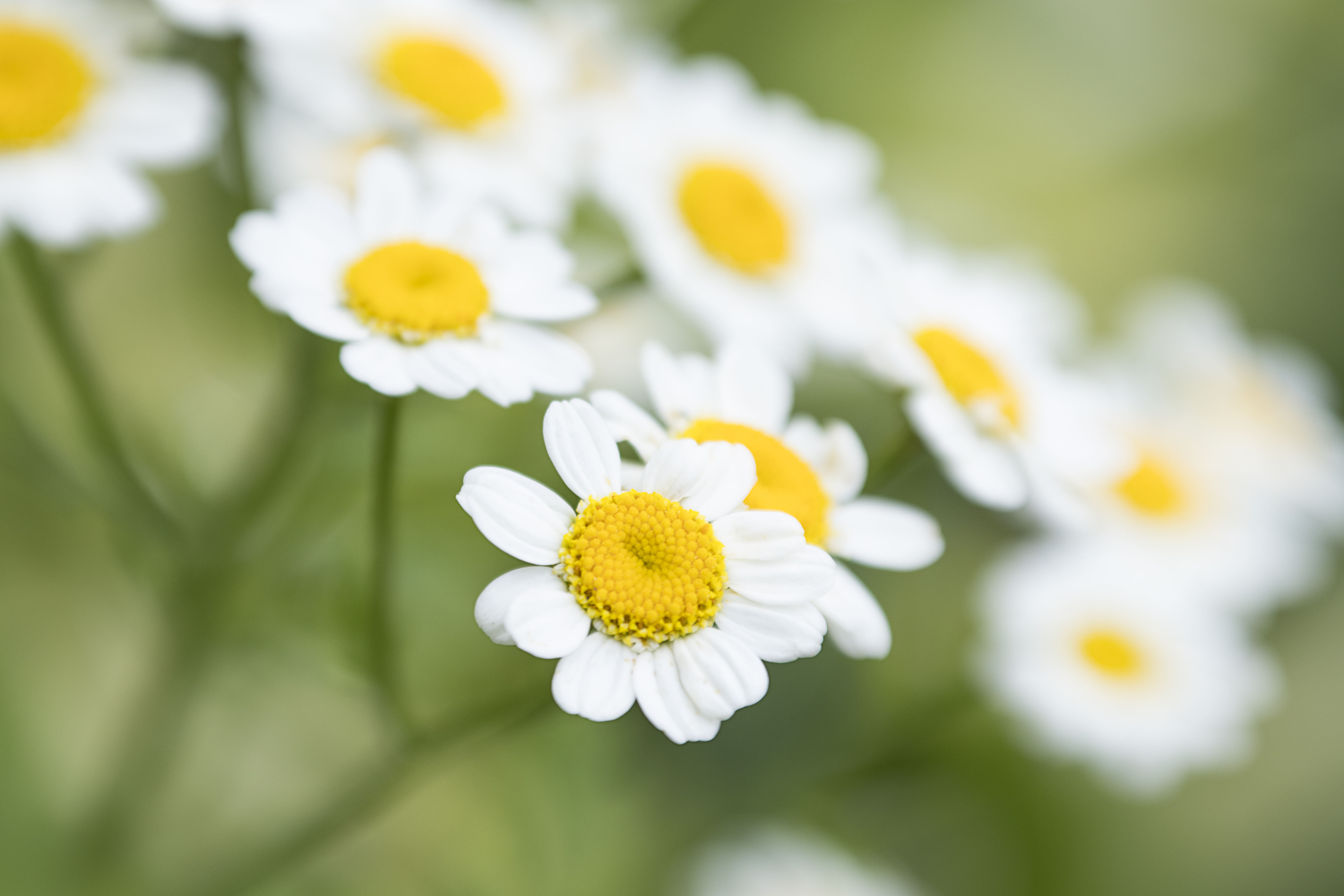 Téléchargez gratuitement l'image Fleurs, Macro, Camomille, Fleur, Wildflowers, Pétales, Fleurs Sauvages sur le bureau de votre PC
