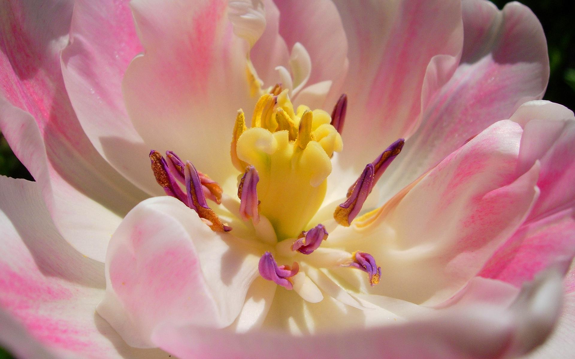 Descarga gratis la imagen Flores, Flor, Flor Rosa, Tulipán, Tierra/naturaleza, Macrofotografía en el escritorio de tu PC