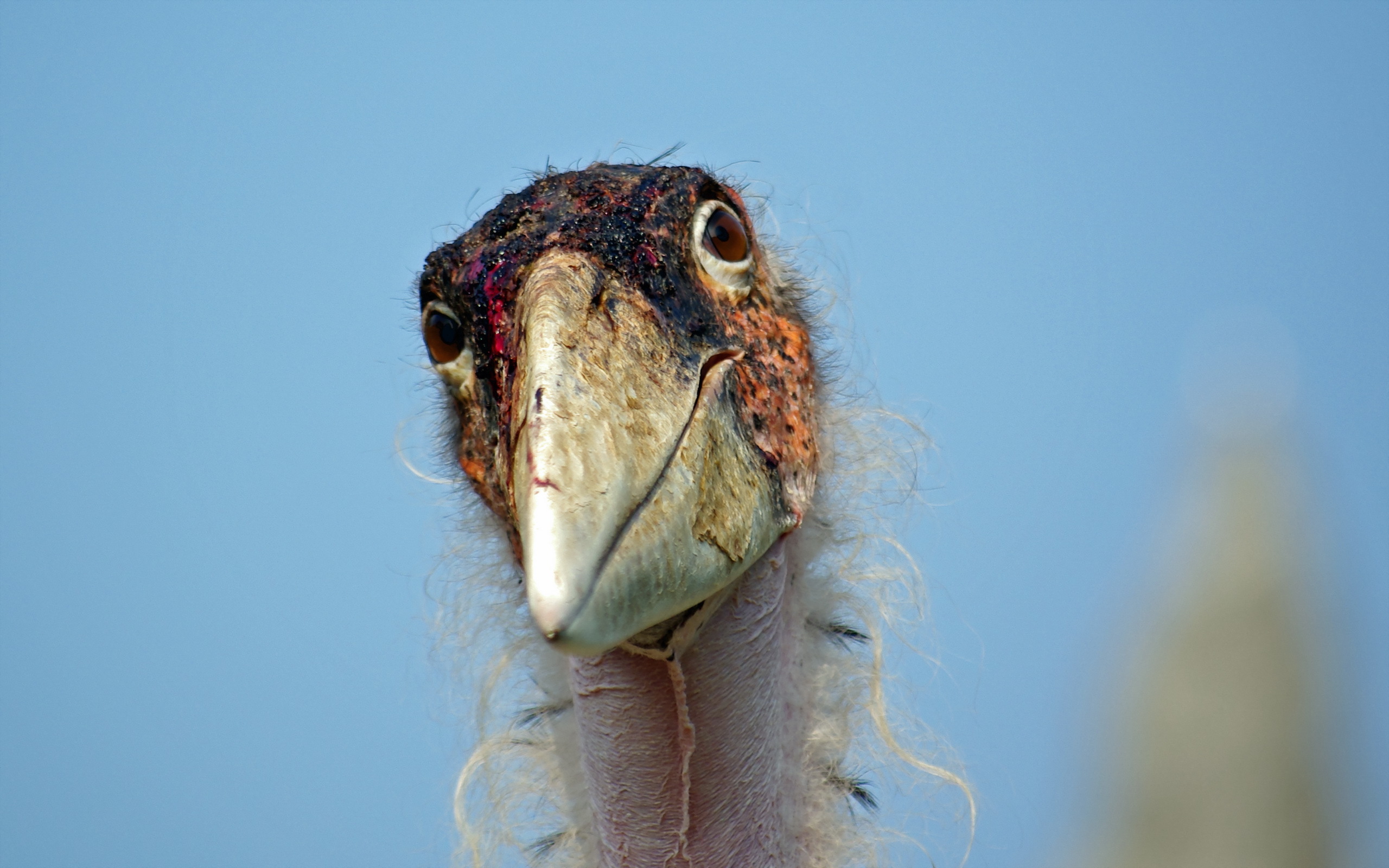 Baixe gratuitamente a imagem Pássaro, Aves, Animais na área de trabalho do seu PC