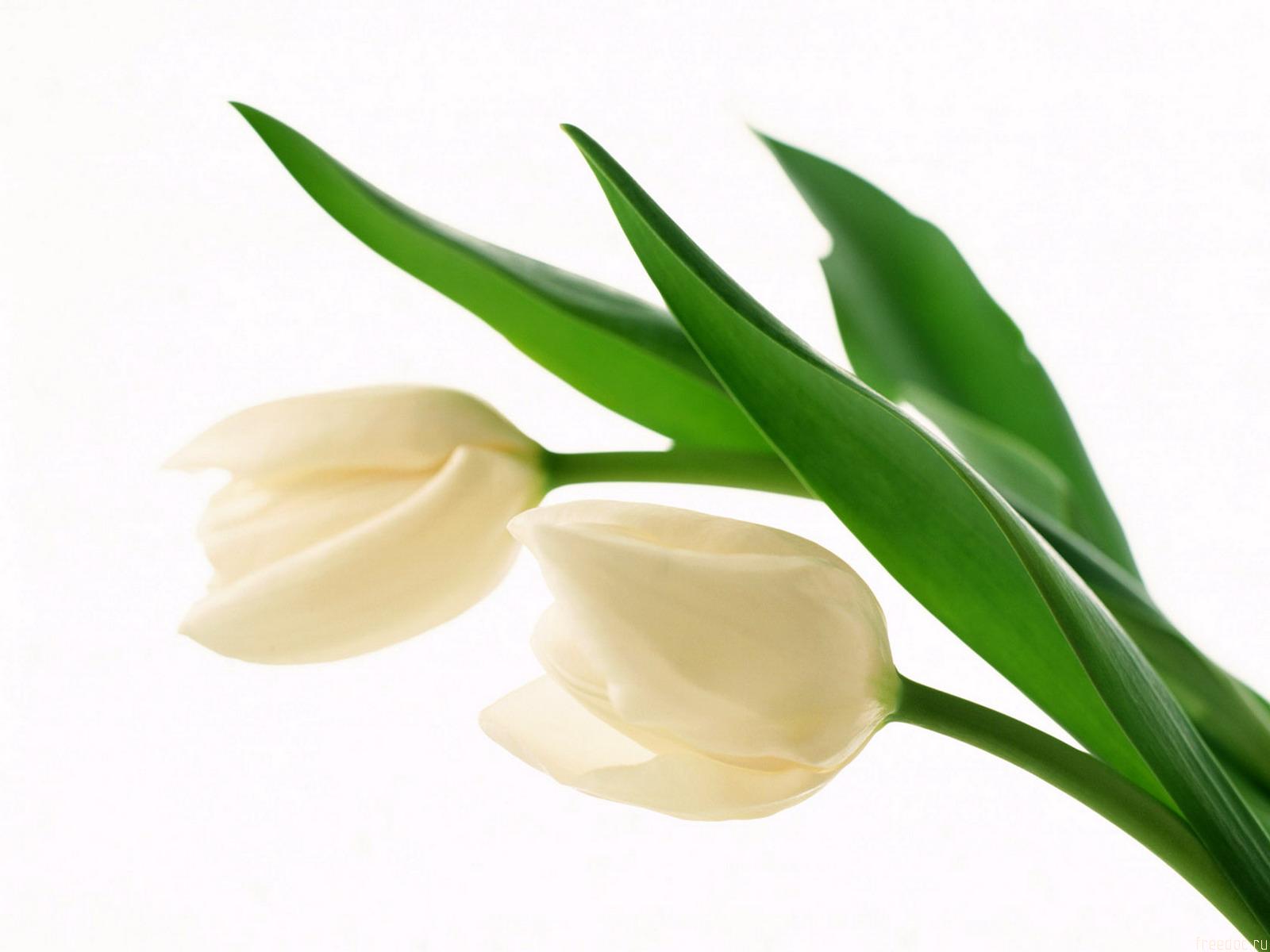 Download mobile wallpaper Flowers, Flower, Earth, Tulip, White Flower for free.