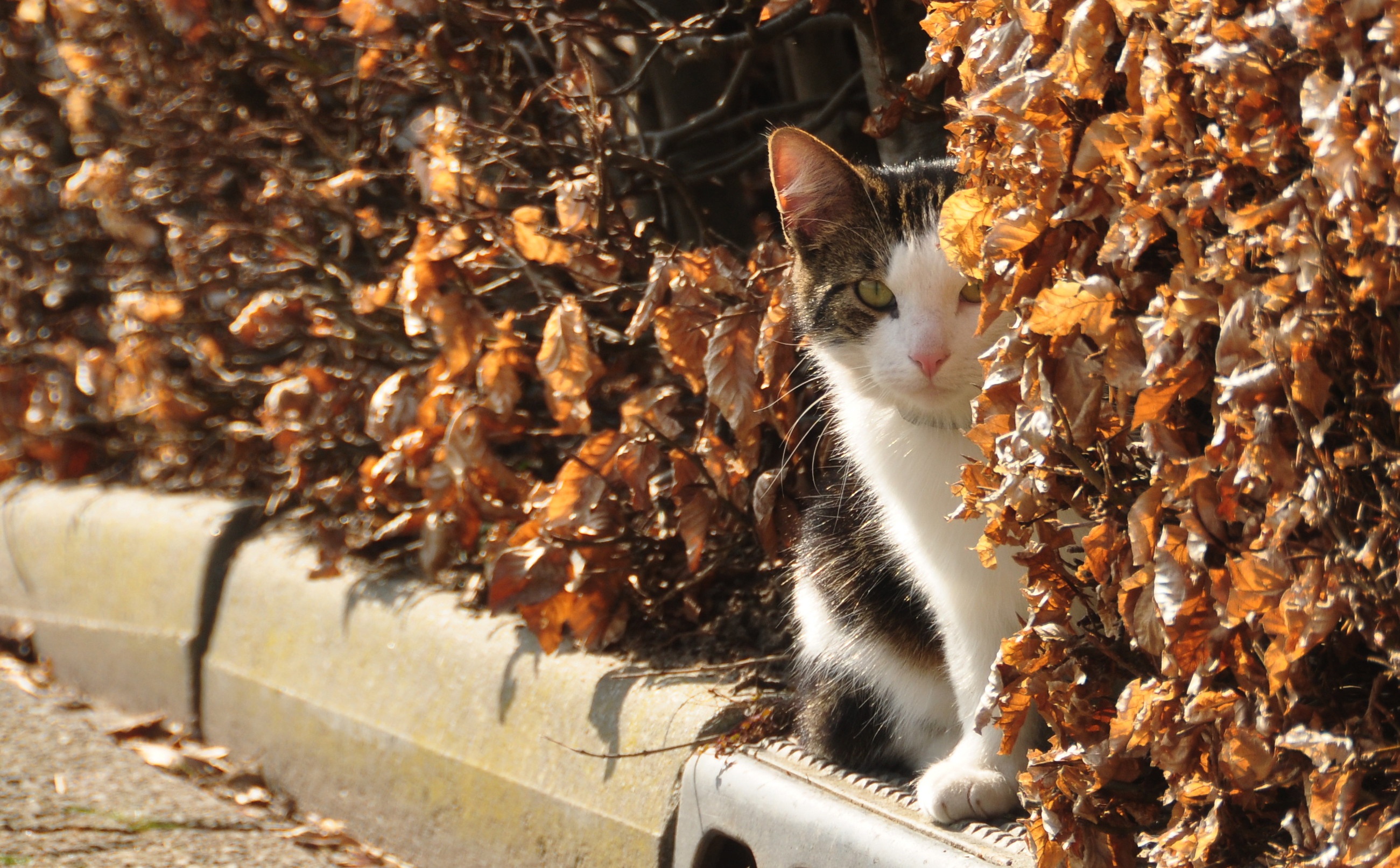 Descarga gratuita de fondo de pantalla para móvil de Gato, Gatos, Animales.