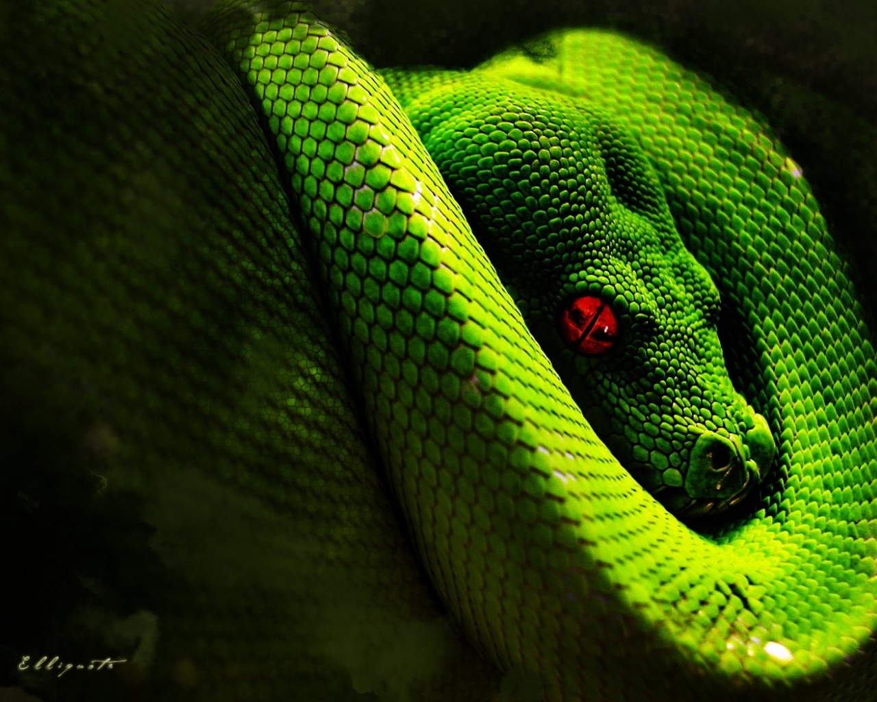 Download mobile wallpaper Snakes, Animals for free.
