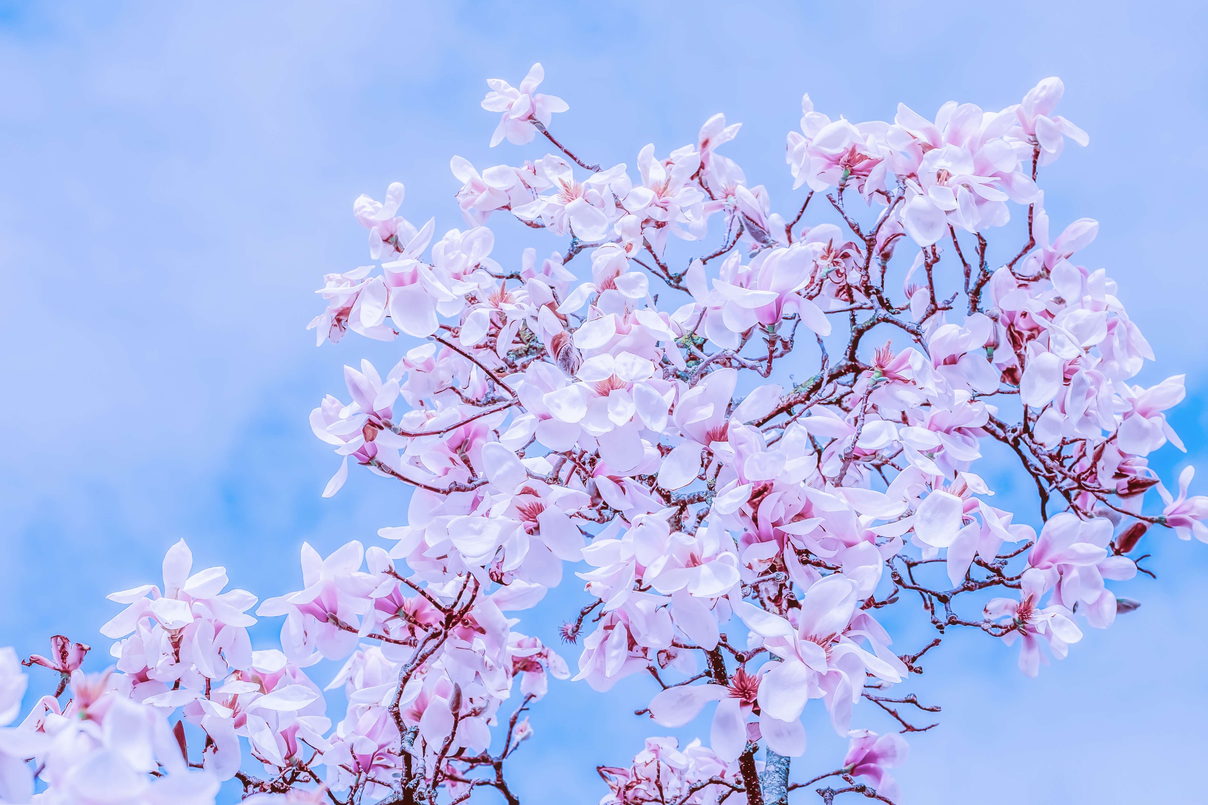 bloom, magnolia, flowers, sky, branches, flowering