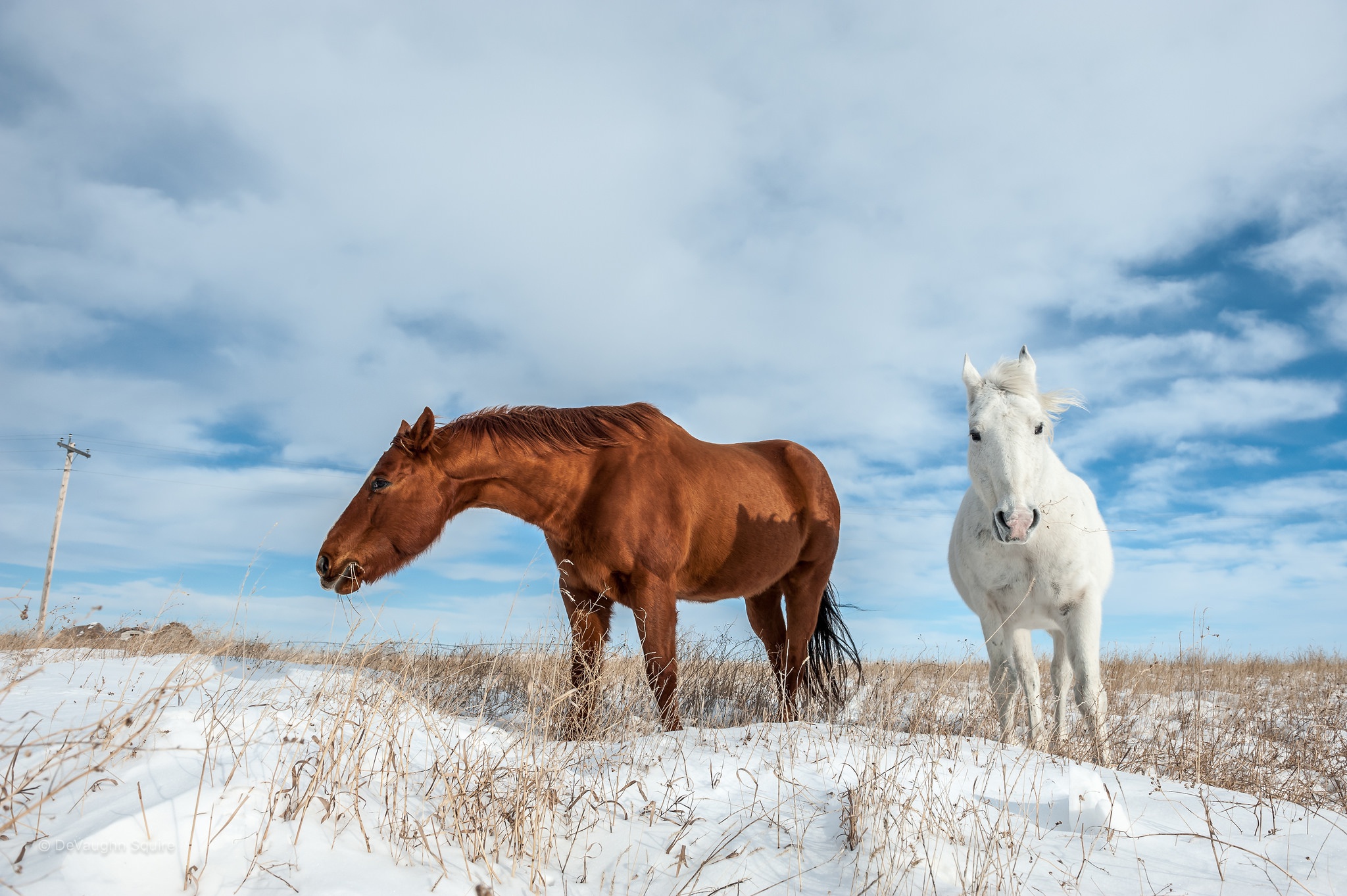 Descarga gratuita de fondo de pantalla para móvil de Animales, Invierno, Nieve, Caballo.