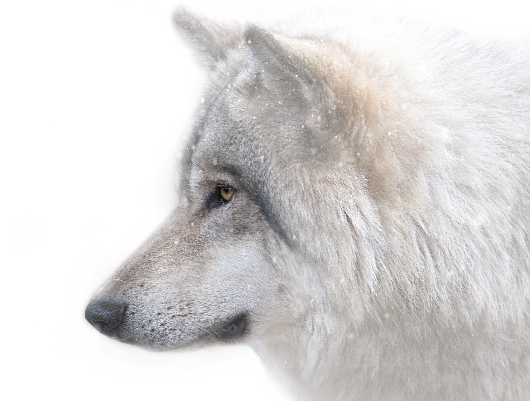 Laden Sie das Wolves, Wolf, Tiere-Bild kostenlos auf Ihren PC-Desktop herunter