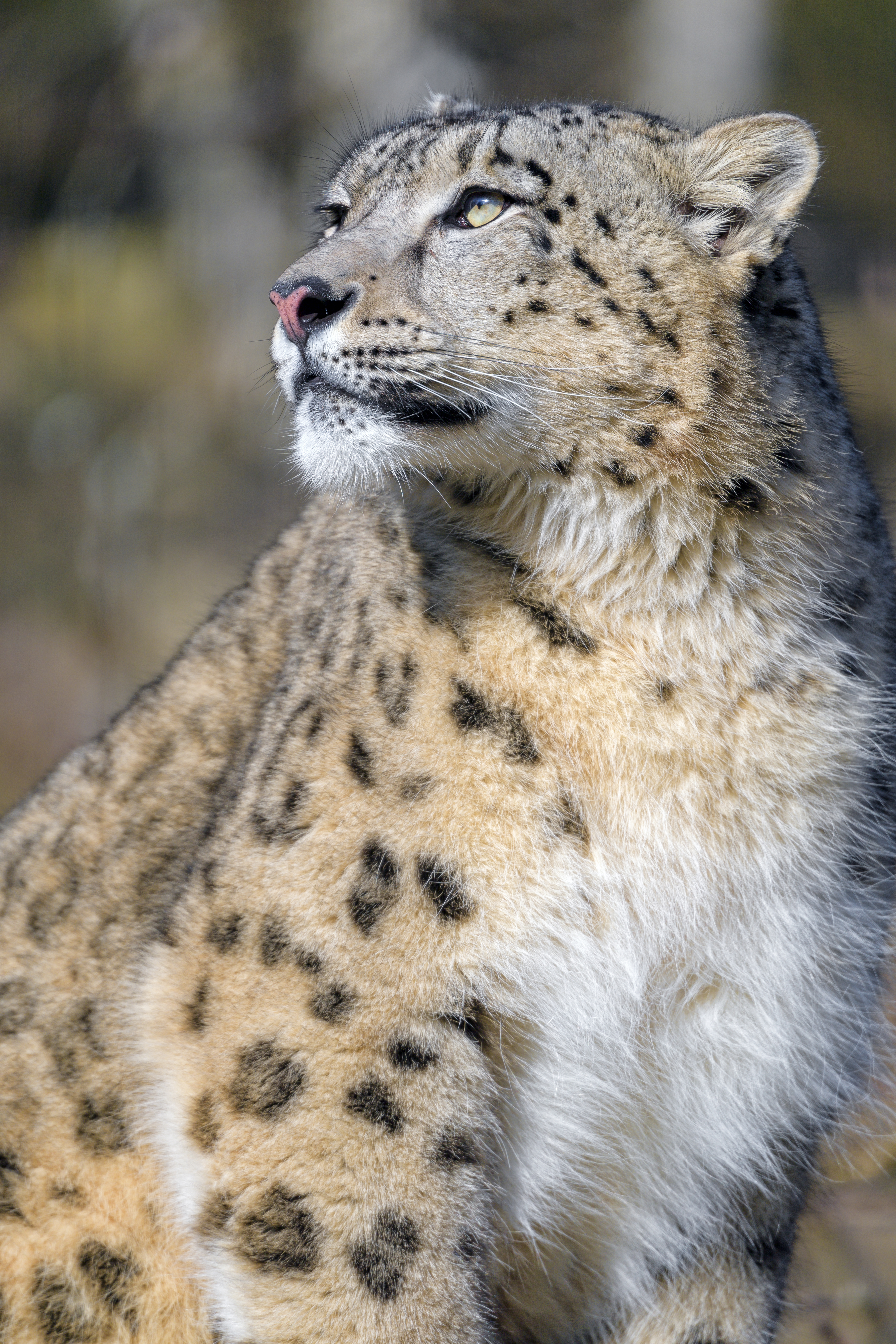 109945 baixar papel de parede leopardo das neves, animais, predator, predador, gato grande, visão, opinião, irbis, leopardo da neve - protetores de tela e imagens gratuitamente