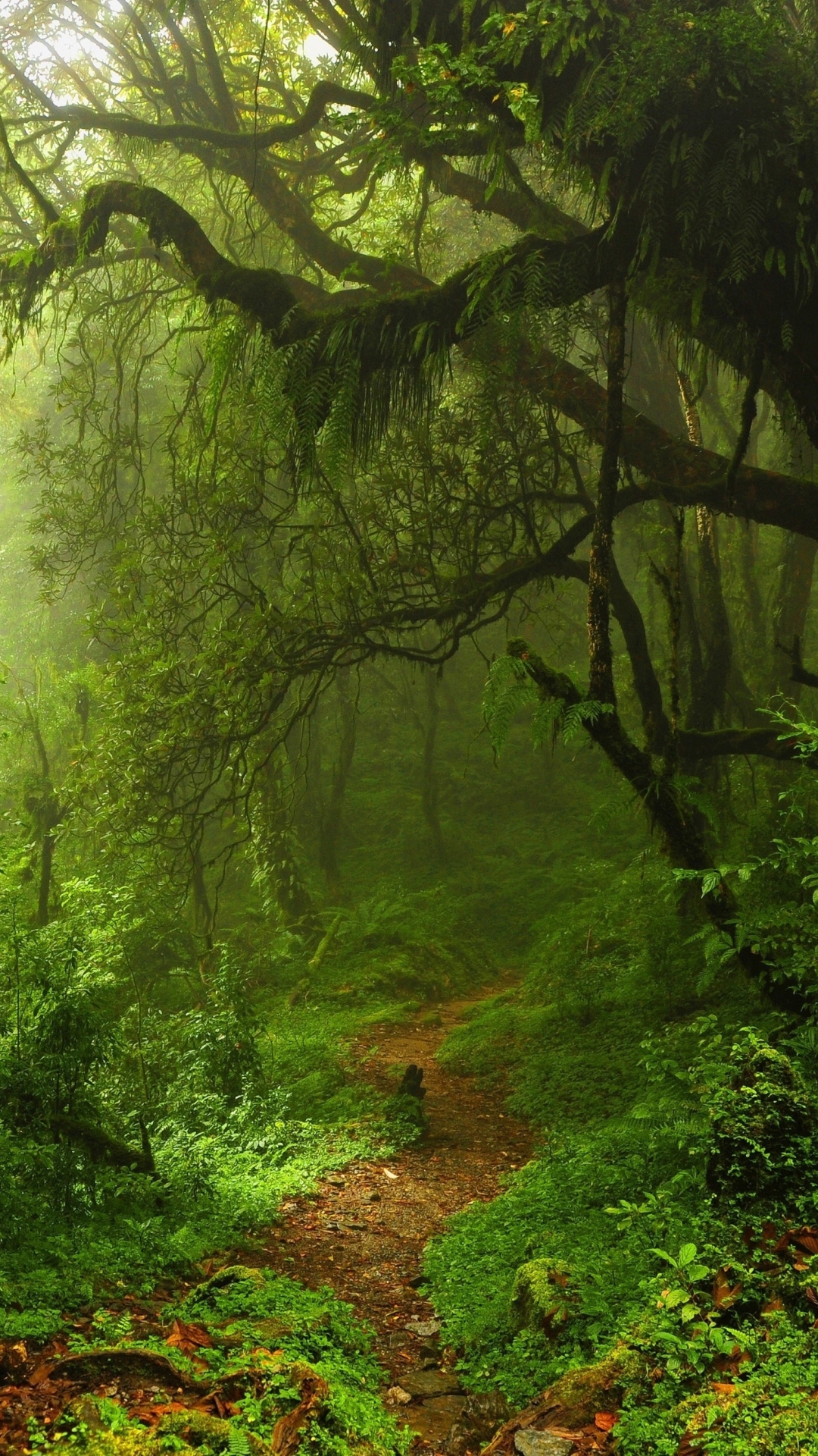 Download mobile wallpaper Nature, Forest, Tree, Earth, Path, Moss for free.