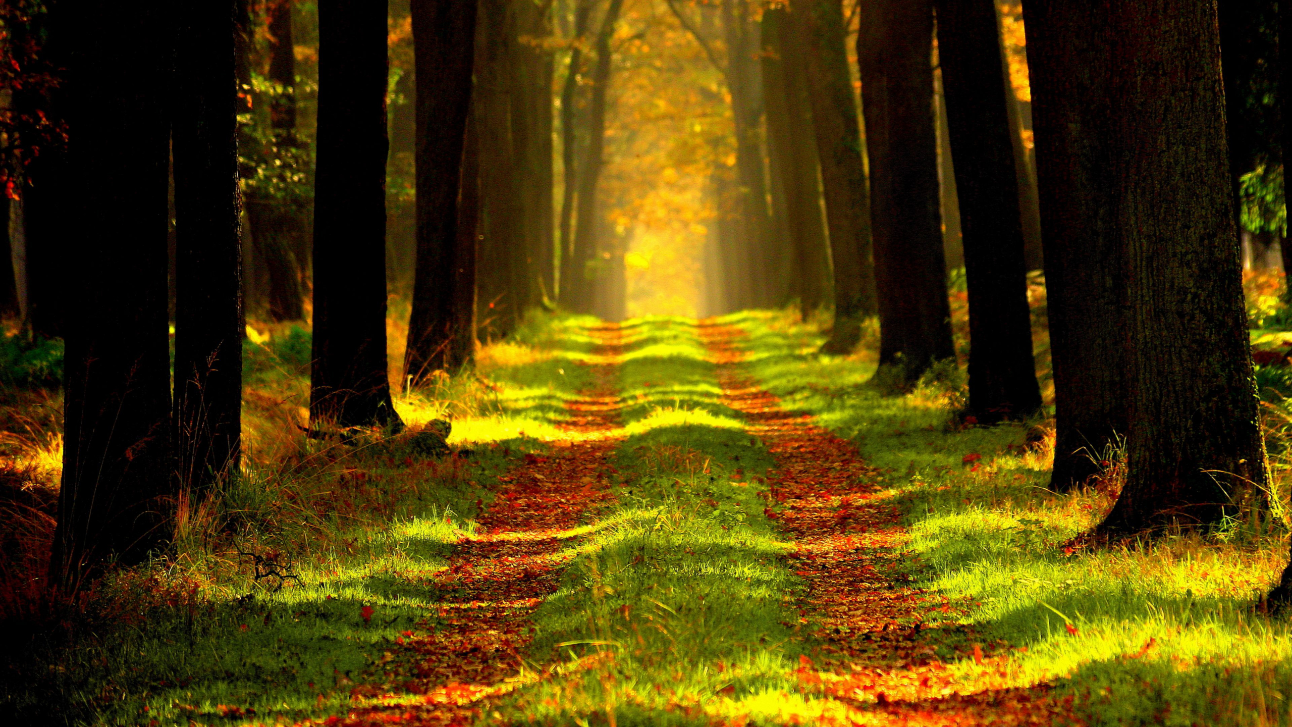 Скачать обои бесплатно Трава, Осень, Лес, Дерево, Дорожка, Земля/природа картинка на рабочий стол ПК