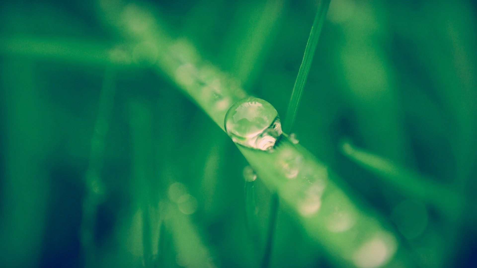 Download mobile wallpaper Macro, Leaves, Drop, Dew, Grass for free.