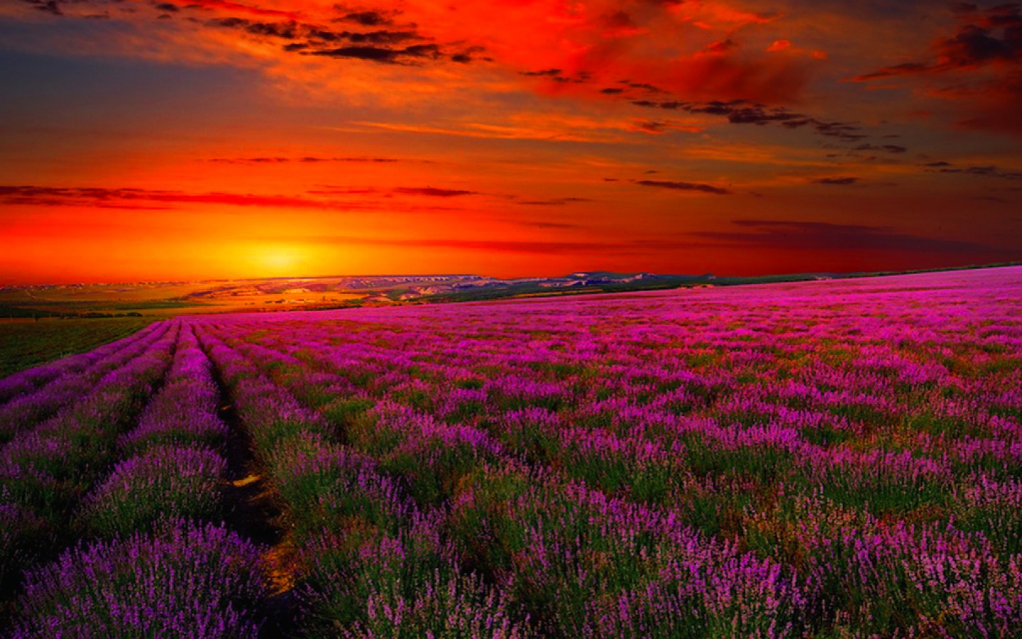 Download mobile wallpaper Flowers, Sunset, Earth, Field, Lavender, Purple Flower for free.