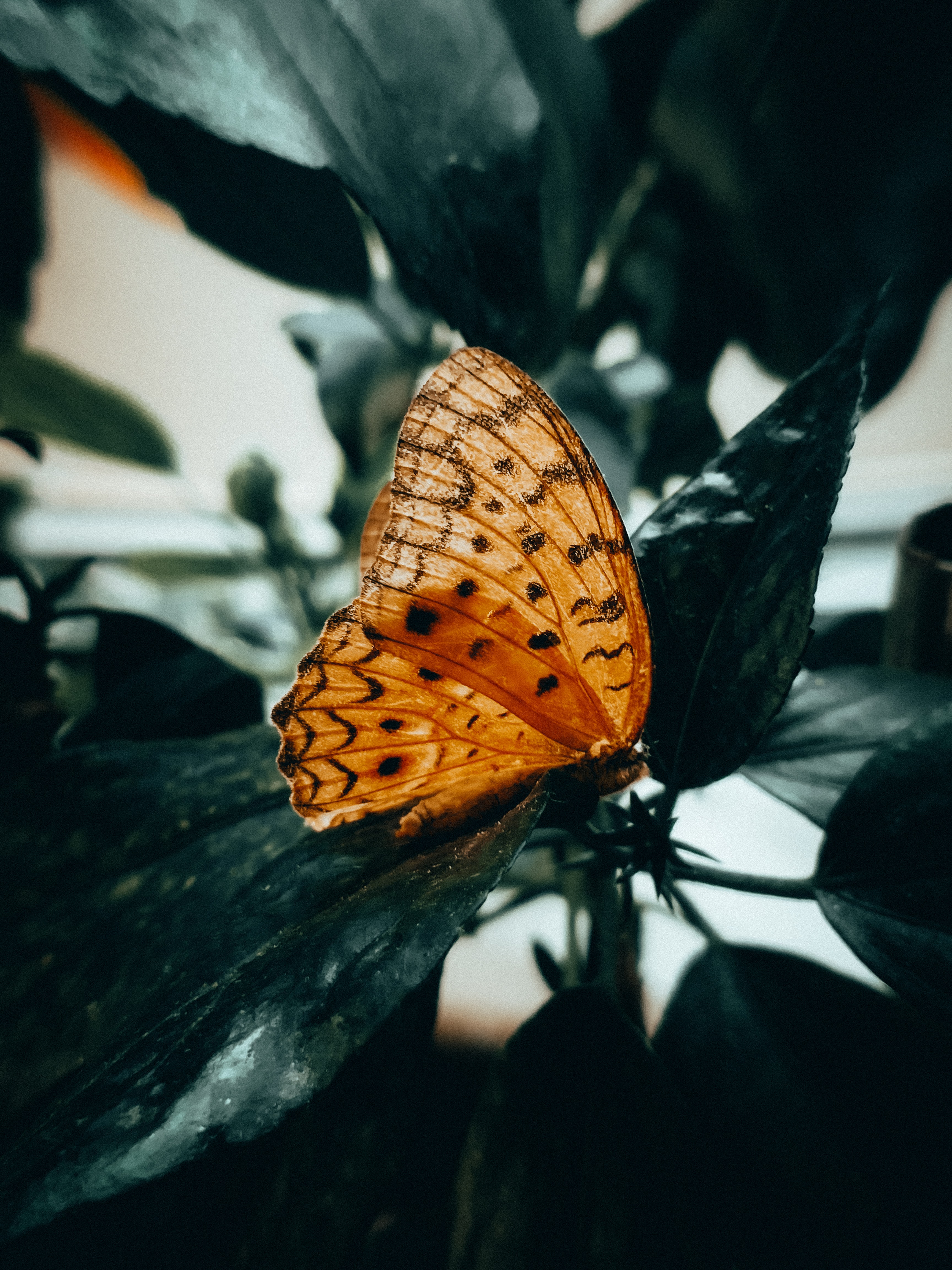 Free download wallpaper Macro, Insect, Brown, Butterfly on your PC desktop