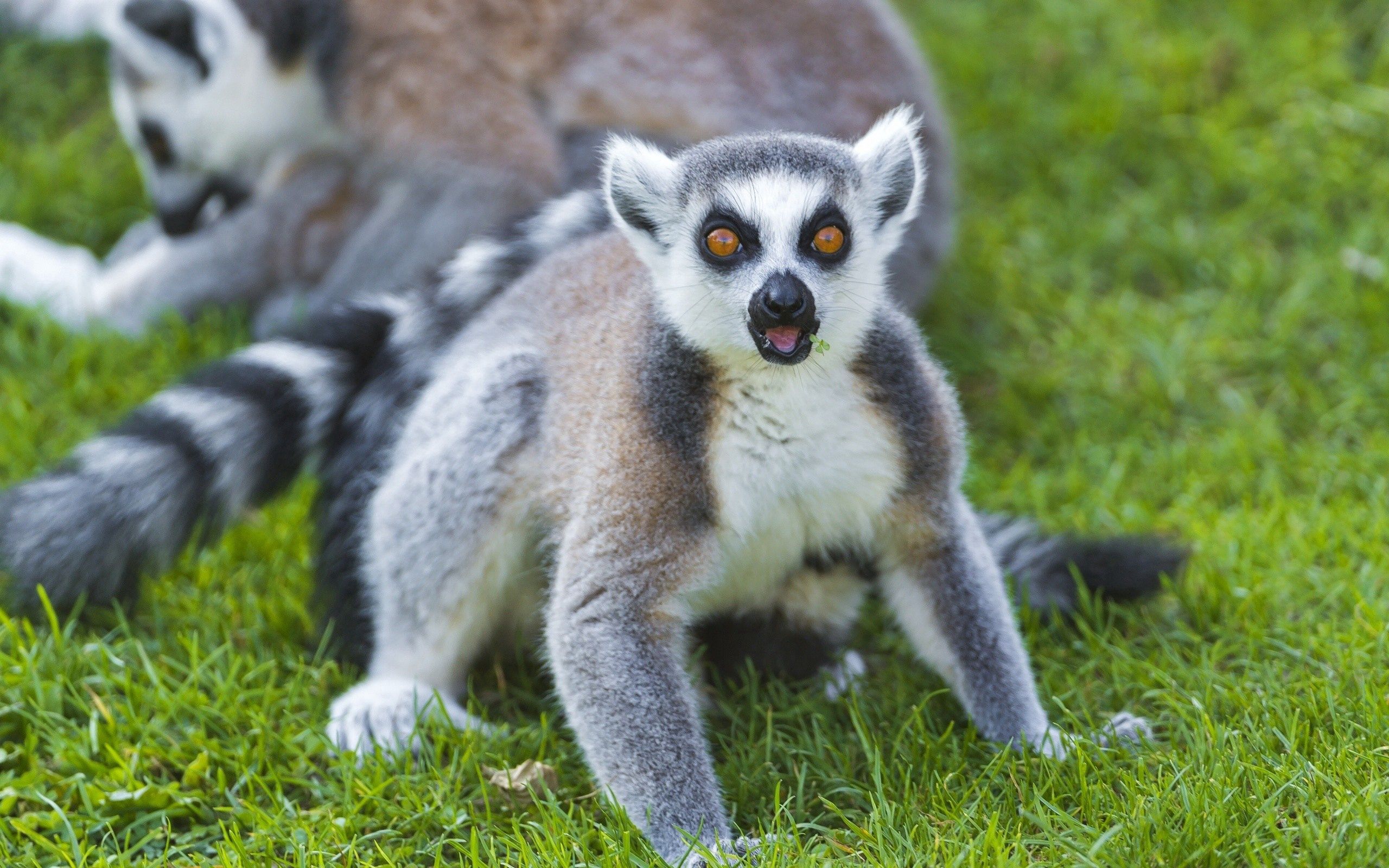 Free download wallpaper Animals, Grass, Sight, Opinion, Lemur, Color on your PC desktop