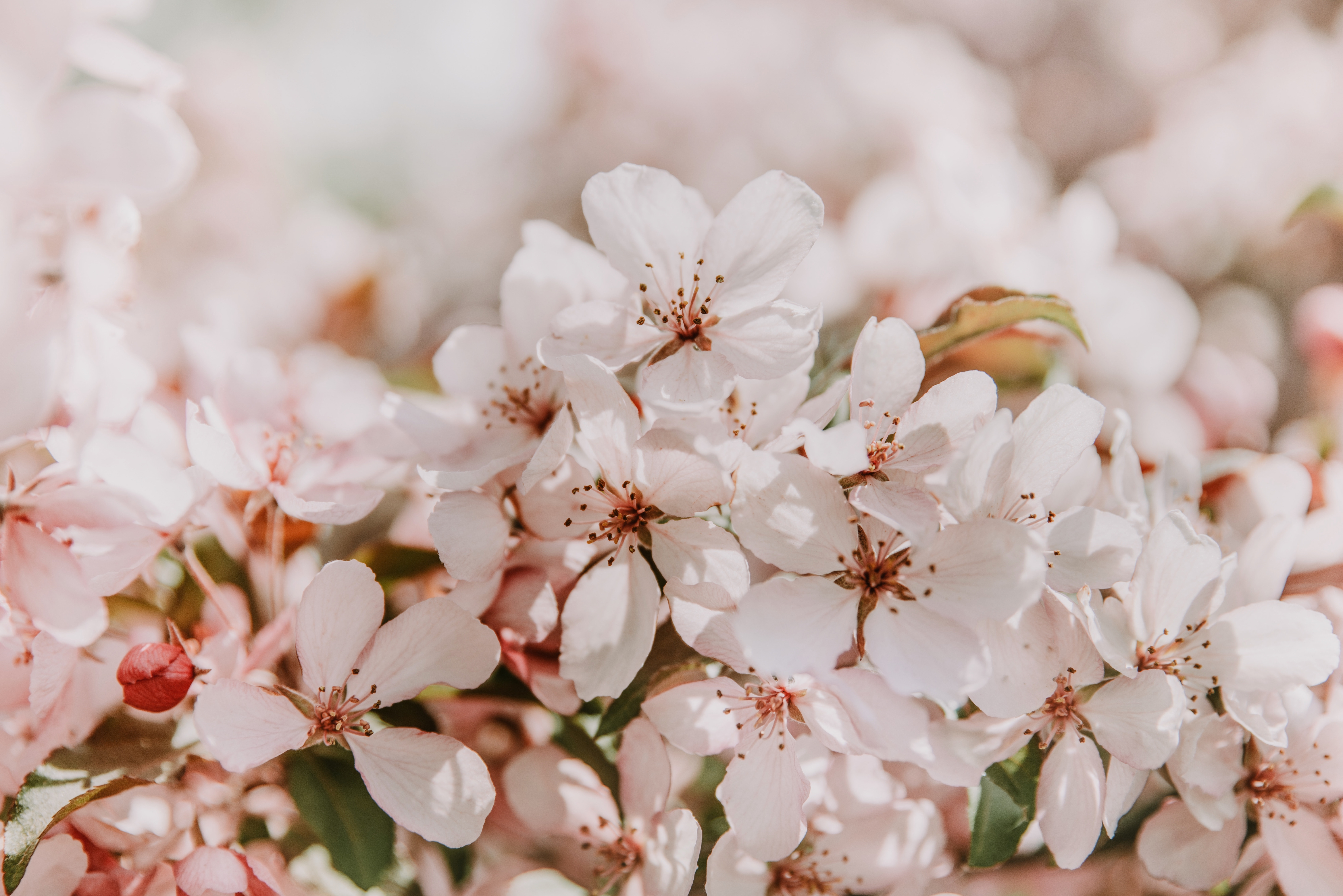 55497 завантажити шпалери сакура, весна, квіти, ніжний, тендер, цвіте, розквітає, світло рожевий - заставки і картинки безкоштовно