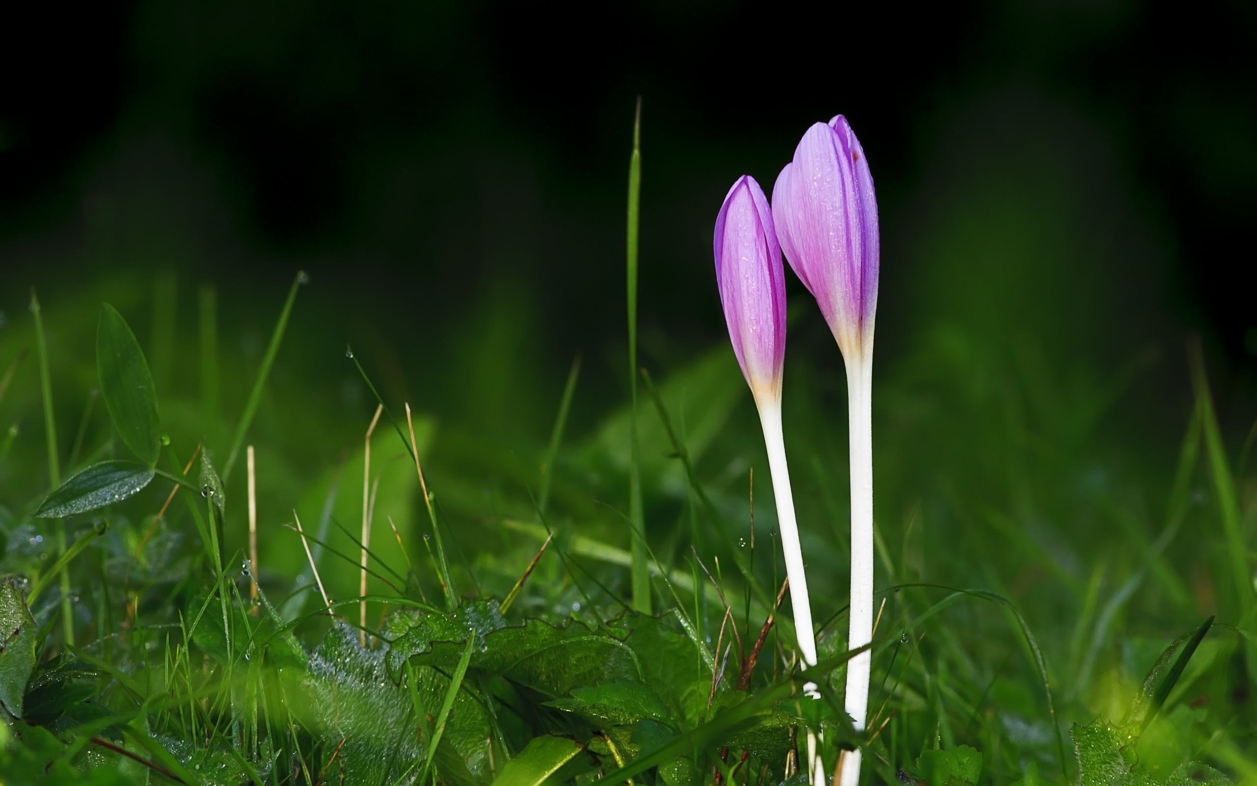 Descarga gratis la imagen Flores, Flor, Tierra/naturaleza en el escritorio de tu PC