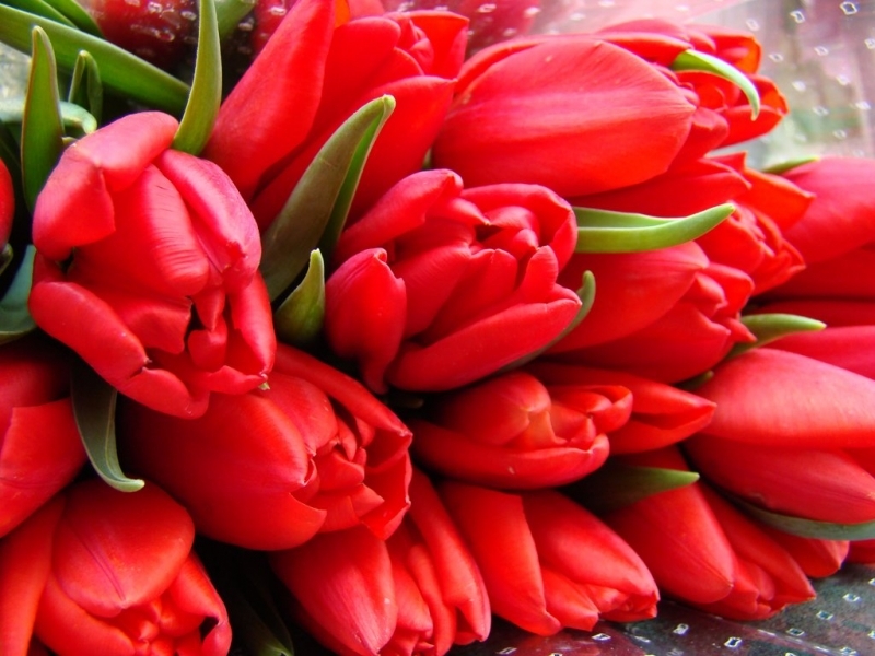 39520 télécharger le fond d'écran plantes, fleurs, tulipes, rouge - économiseurs d'écran et images gratuitement