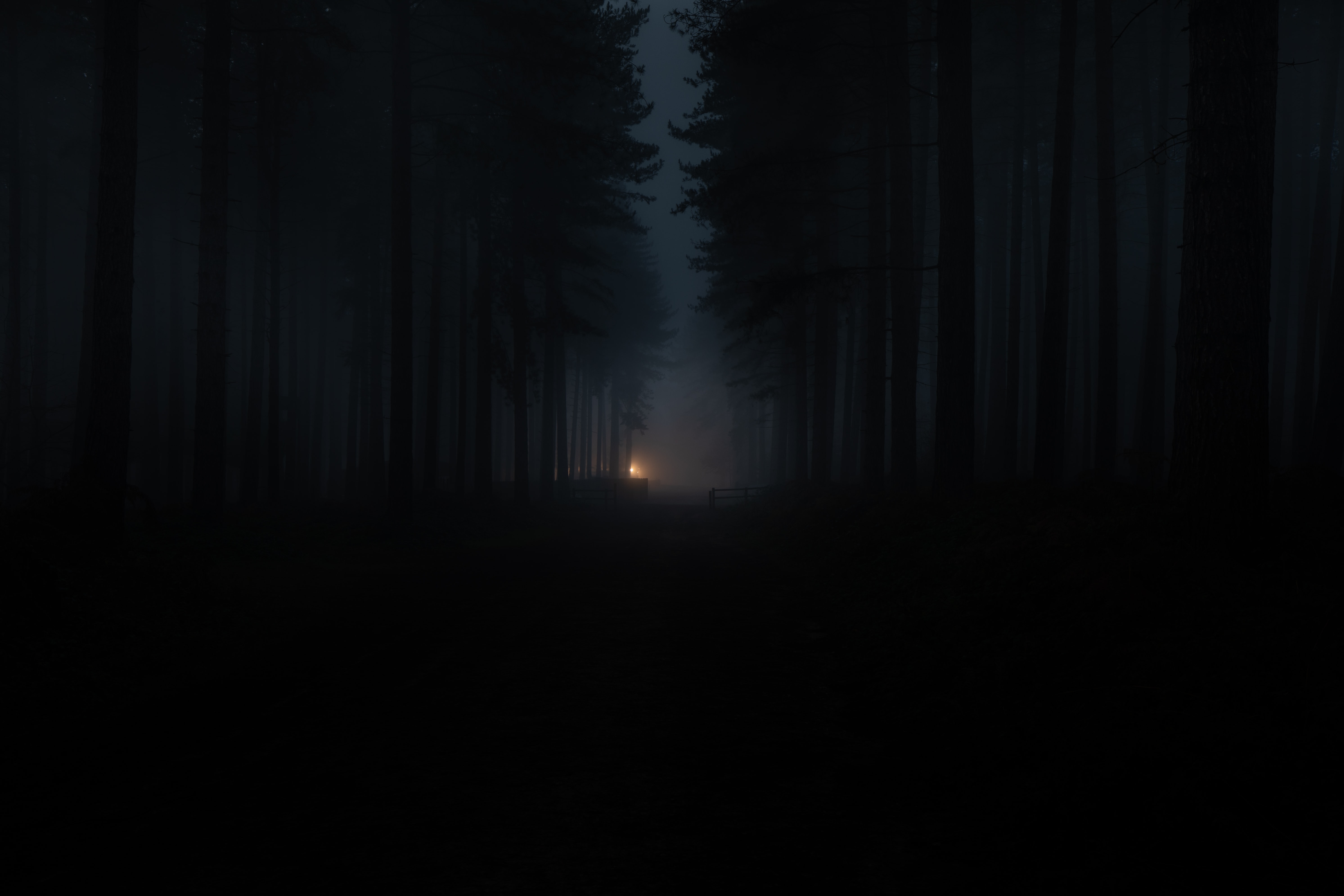 dark, darkness, fog, forest Full HD