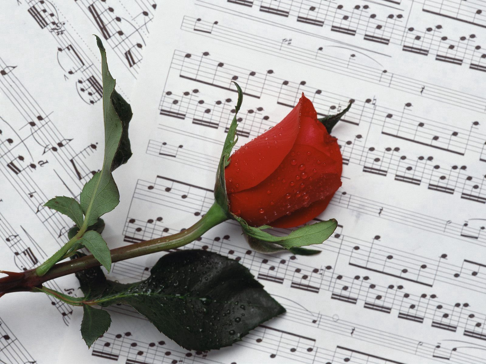 rose flower, flowers, music, drops, flower, rose, notes