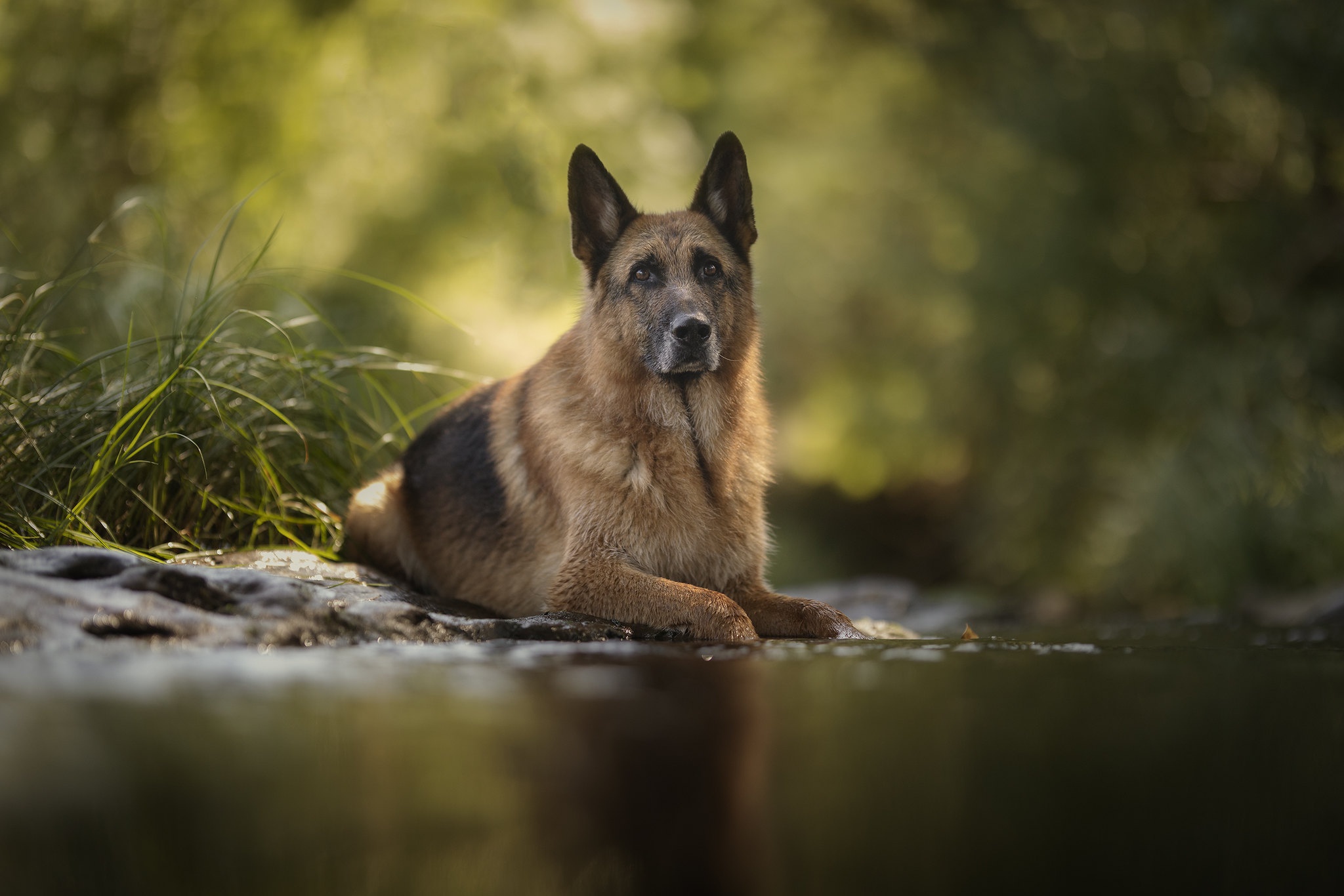 Handy-Wallpaper Tiere, Hunde, Hund, Schäferhund, Tiefenschärfe kostenlos herunterladen.