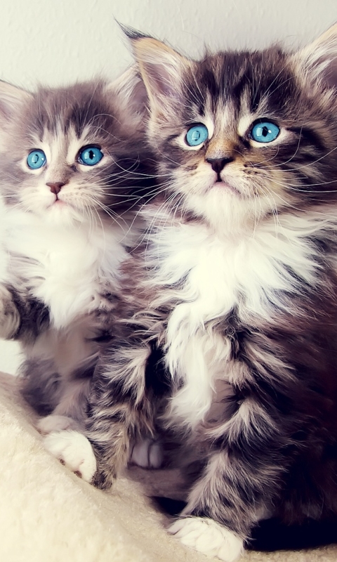 Download mobile wallpaper Cats, Cat, Kitten, Animal, Cute for free.