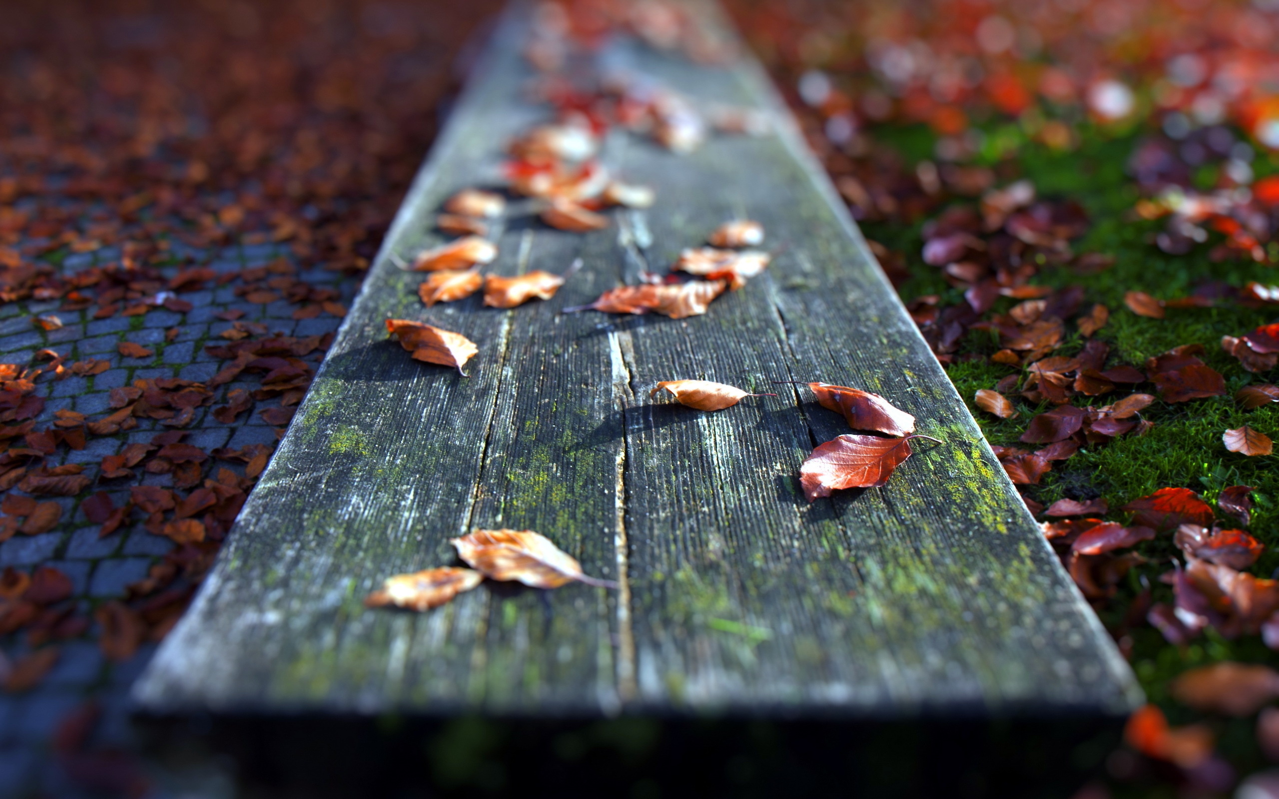 Free download wallpaper Wood, Fall, Photography on your PC desktop