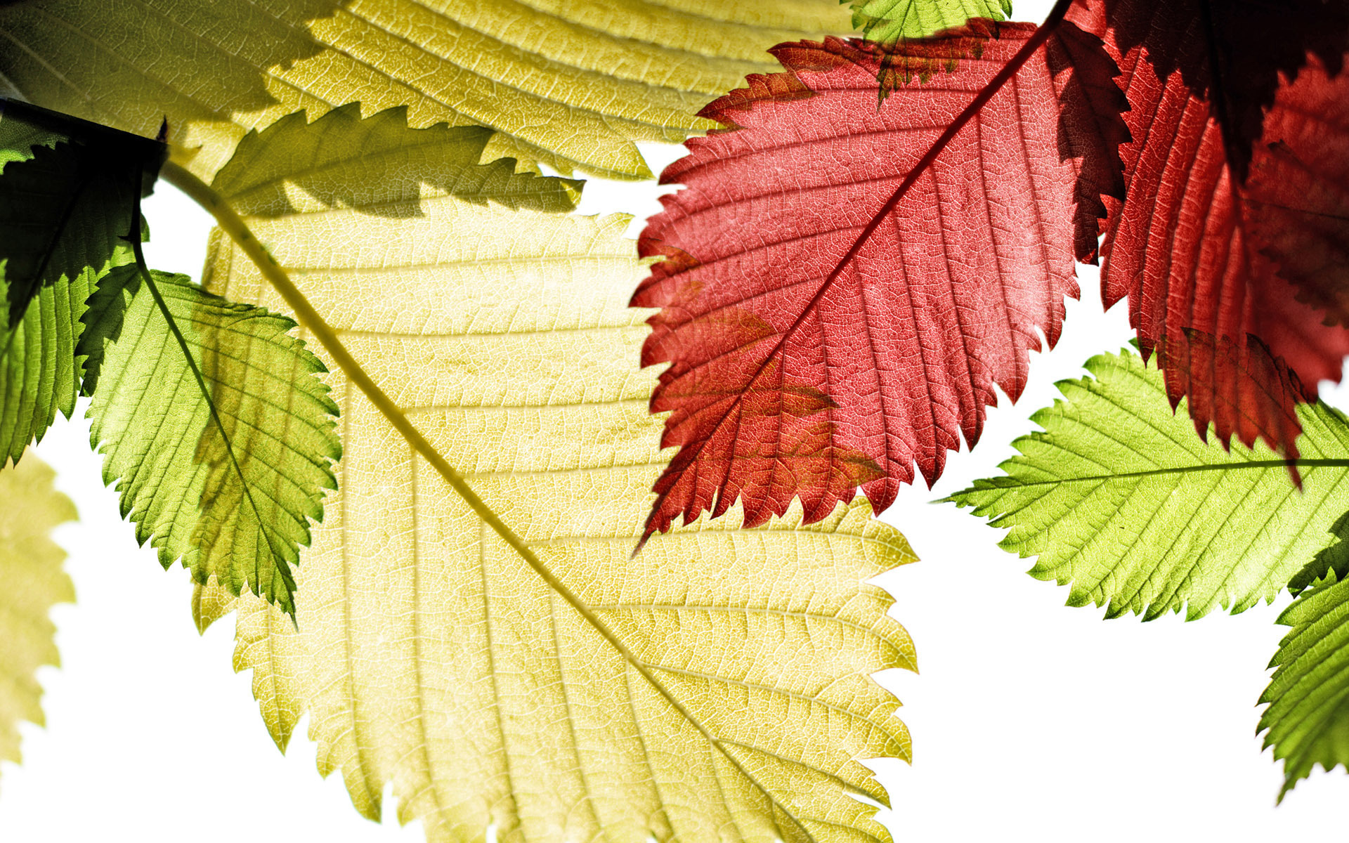 Free download wallpaper Macro, Close Up, Leaf, Fall, Earth, Season on your PC desktop