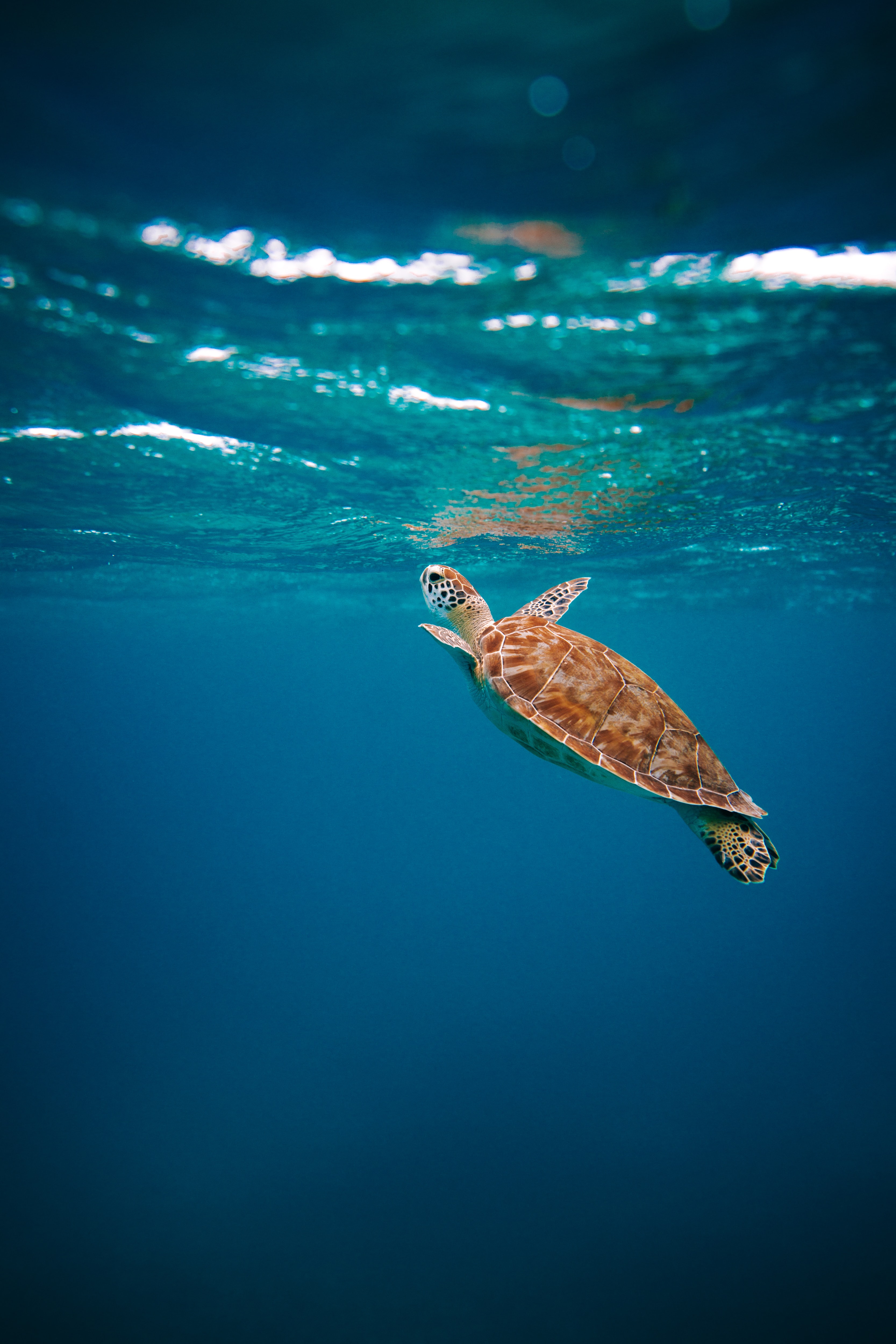 animals, turtle, water, underwater world, carapace, shell