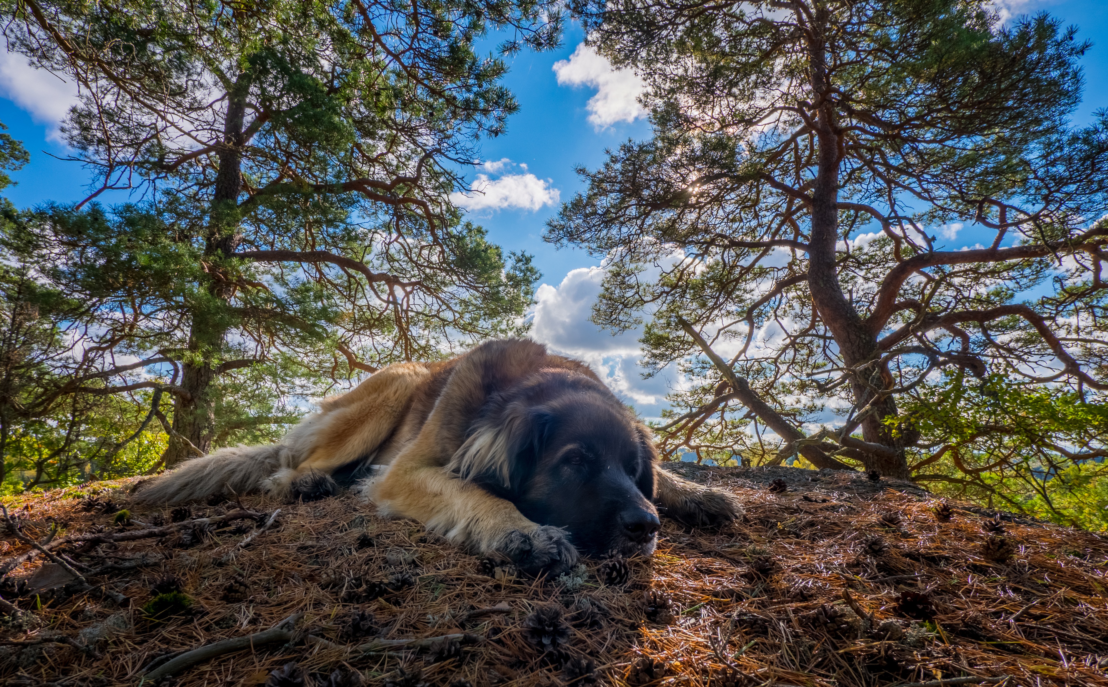 animal, leonberger, dog, resting, tree, dogs