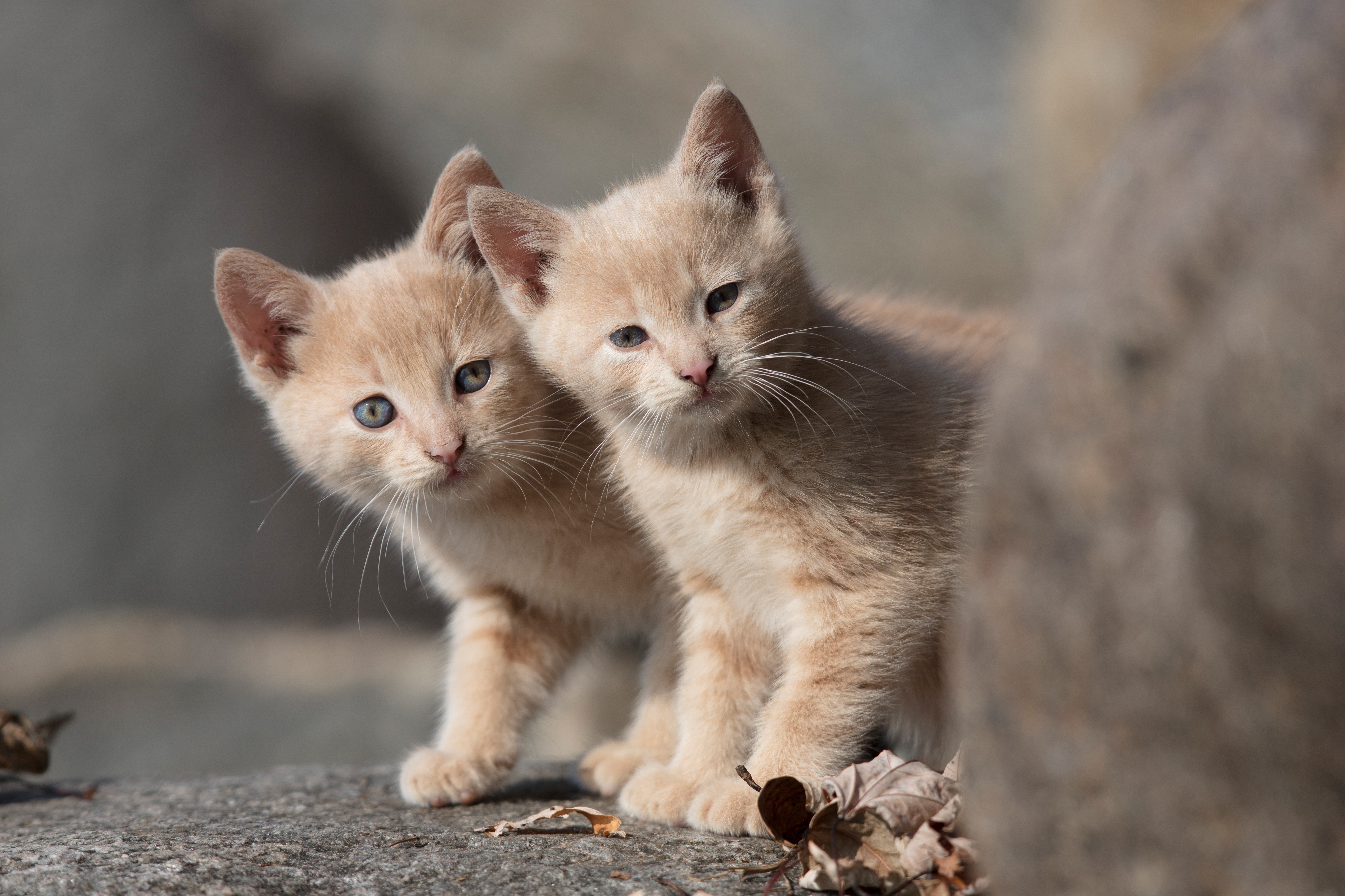 Download mobile wallpaper Cats, Cat, Kitten, Animal, Baby Animal for free.