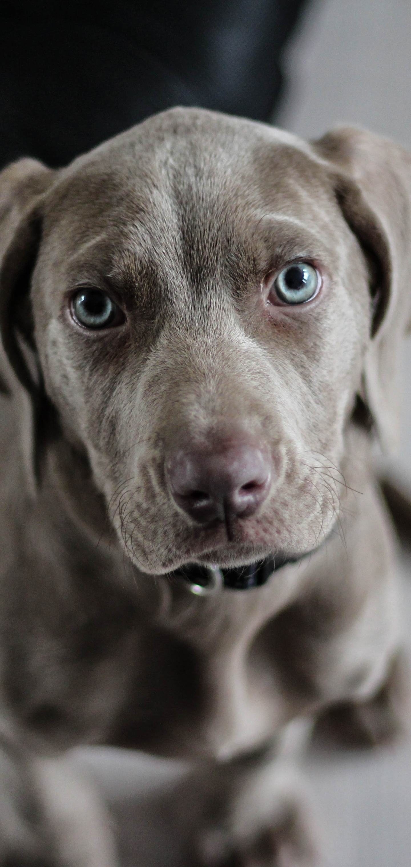 Download mobile wallpaper Dogs, Dog, Muzzle, Animal, Weimaraner, Blue Eyes for free.