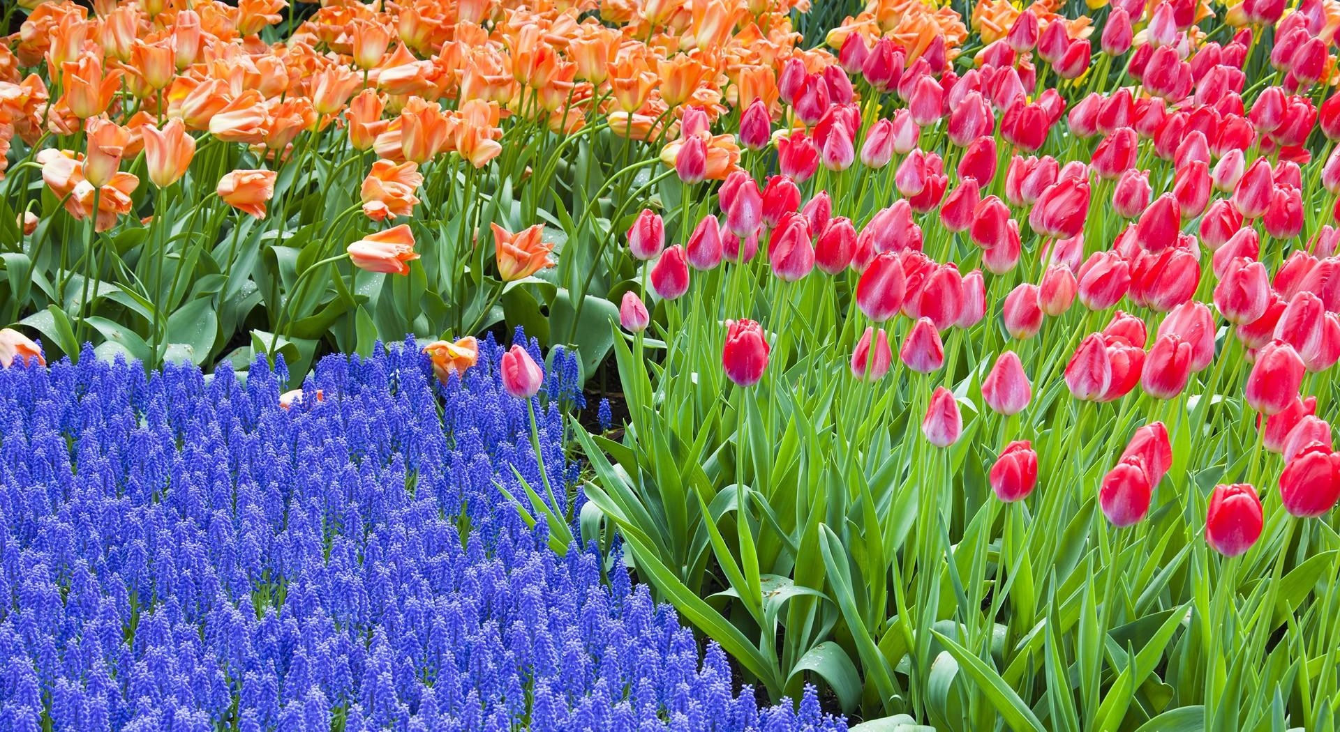 greens, flower bed, flowers, tulips, flowerbed, spring, hyacinths Full HD