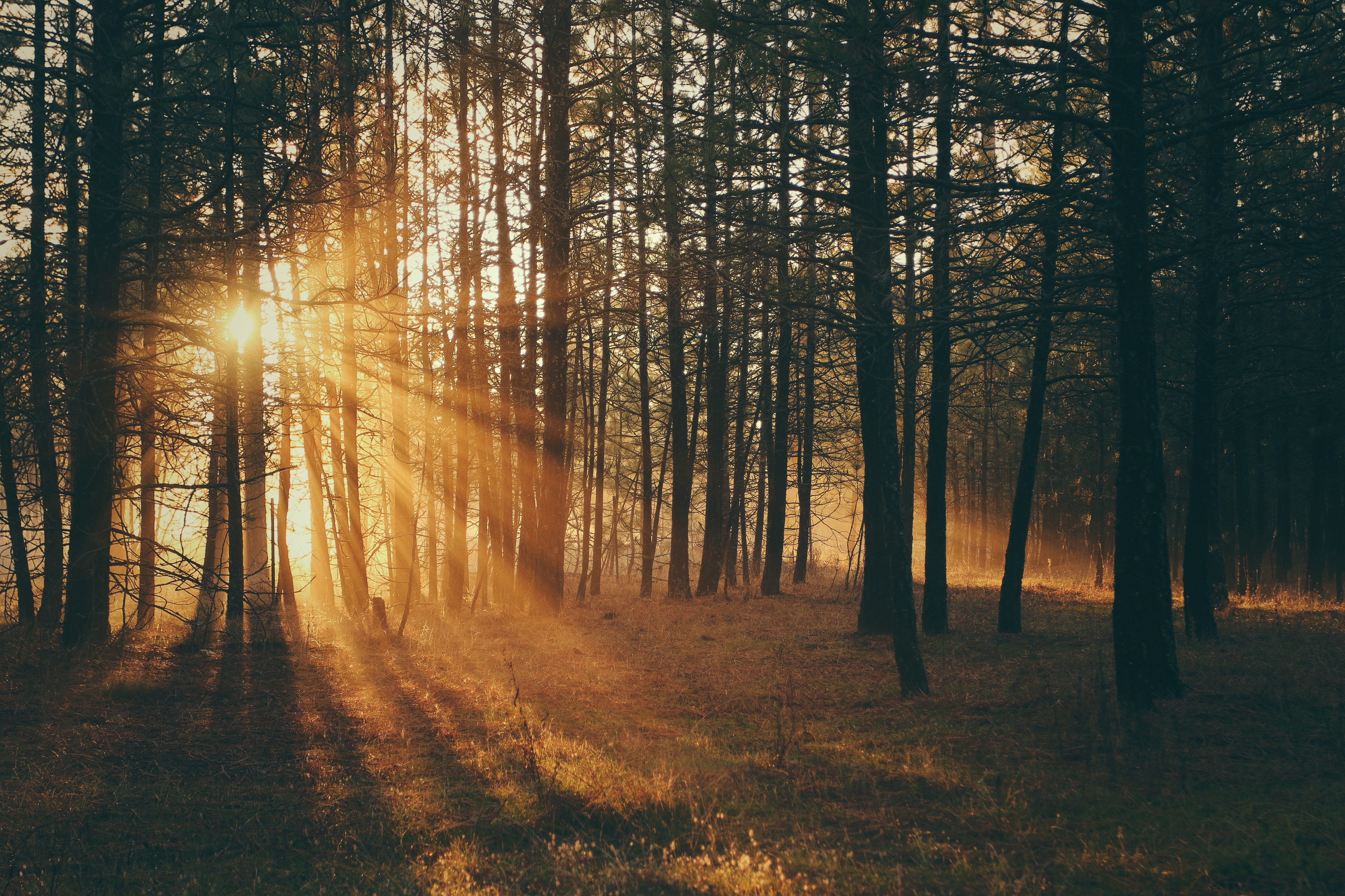 Download mobile wallpaper Trees, Forest, Sunlight, Sun, Nature for free.