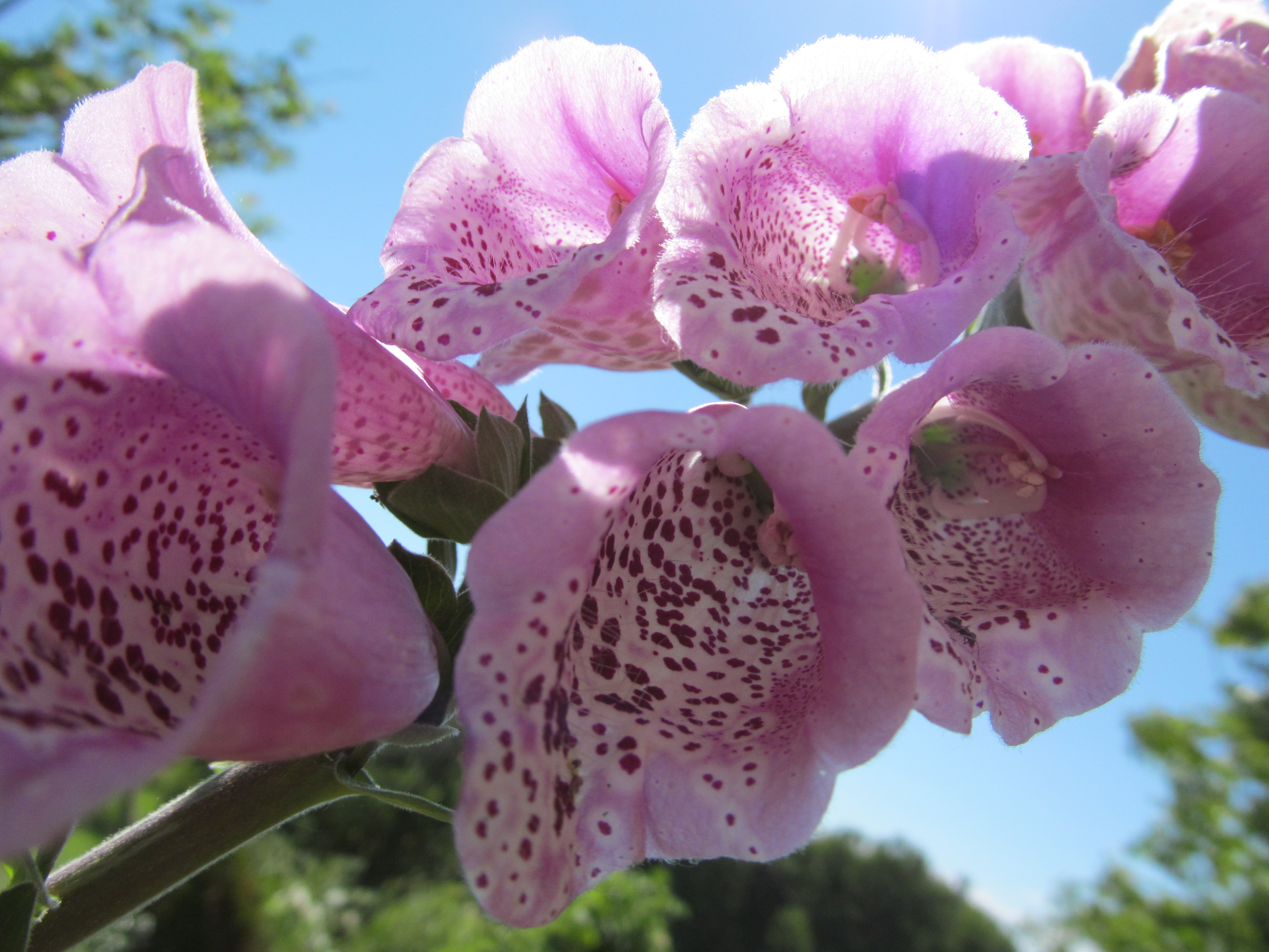 Descarga gratis la imagen Flores, Flor, Tierra/naturaleza en el escritorio de tu PC