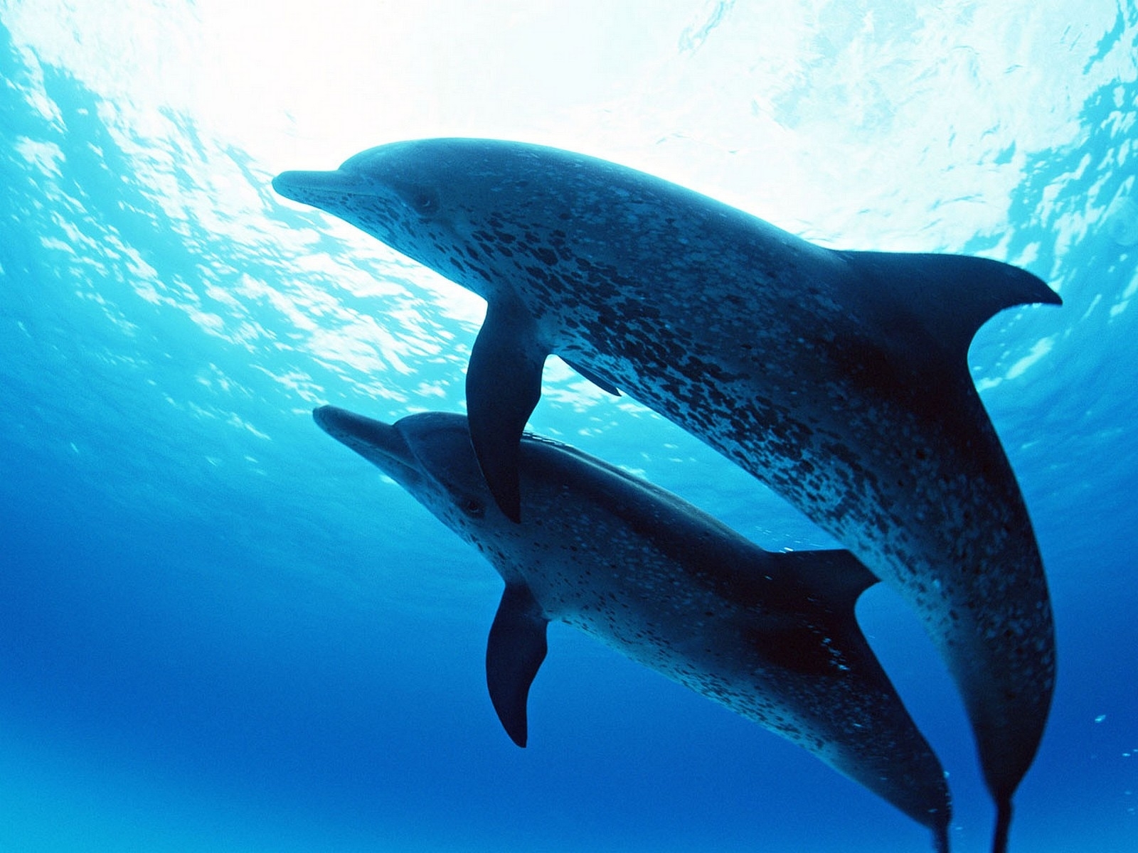 Free download wallpaper Animals, Dolfins, Sea on your PC desktop