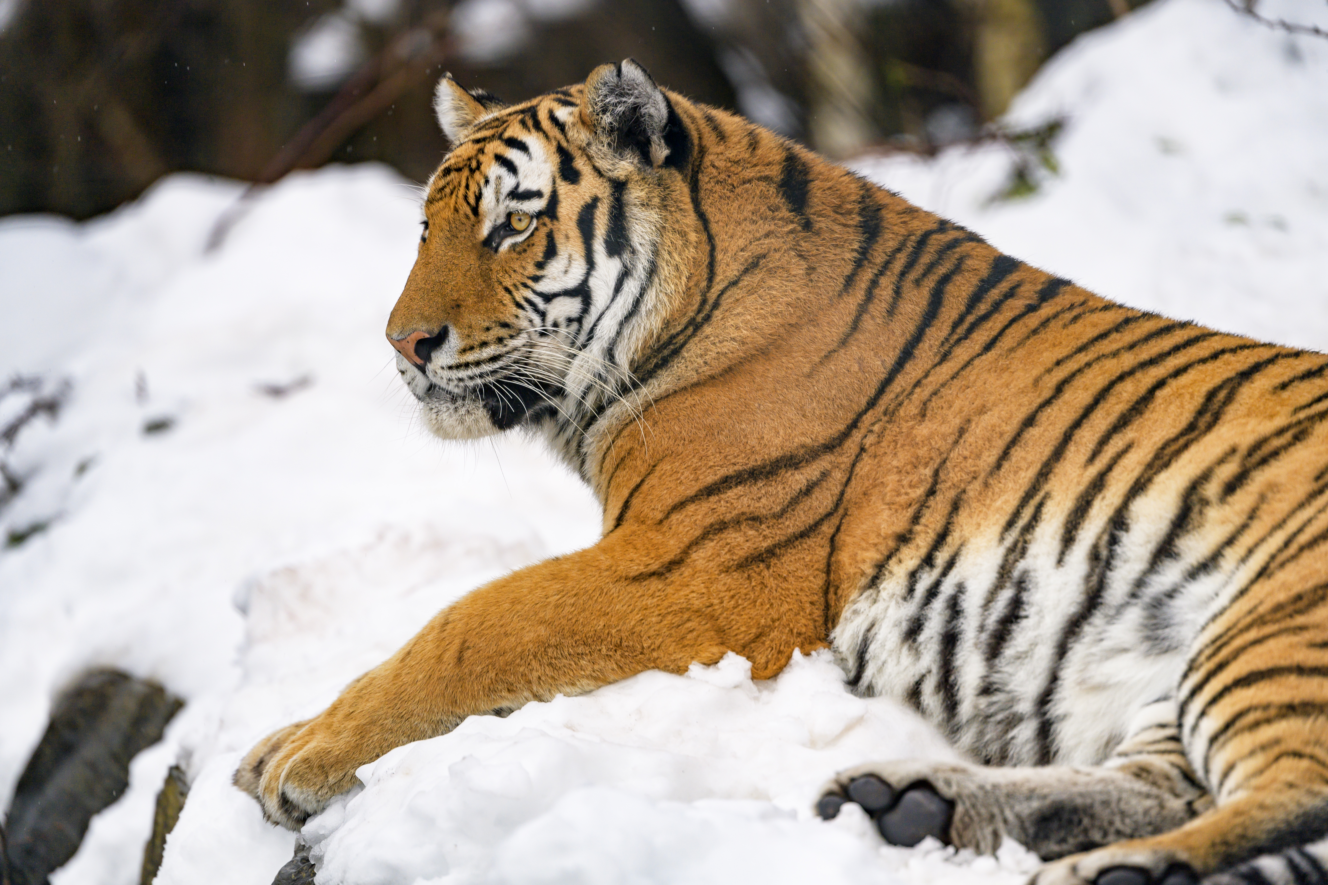 Handy-Wallpaper Schnee, Big Cat, Tiere, Große Katze, Tiger, Tier kostenlos herunterladen.