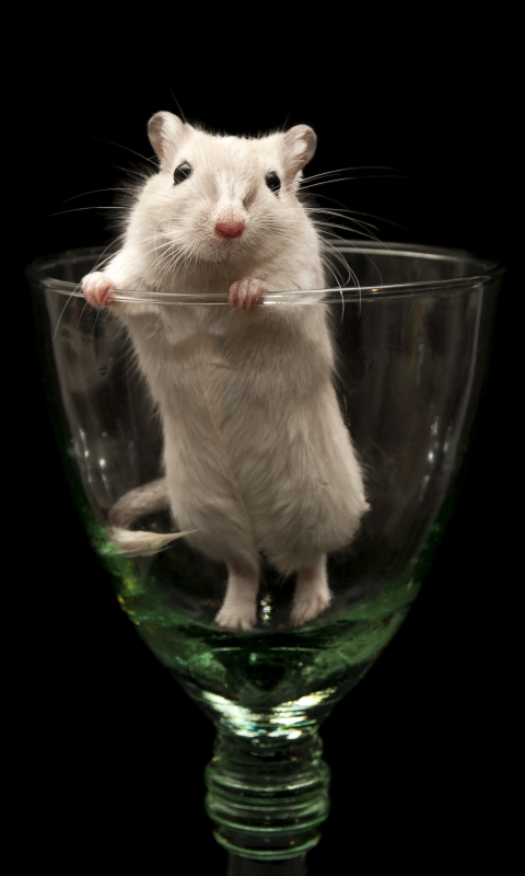 Download mobile wallpaper Glass, Animal, Mouse, Cute for free.