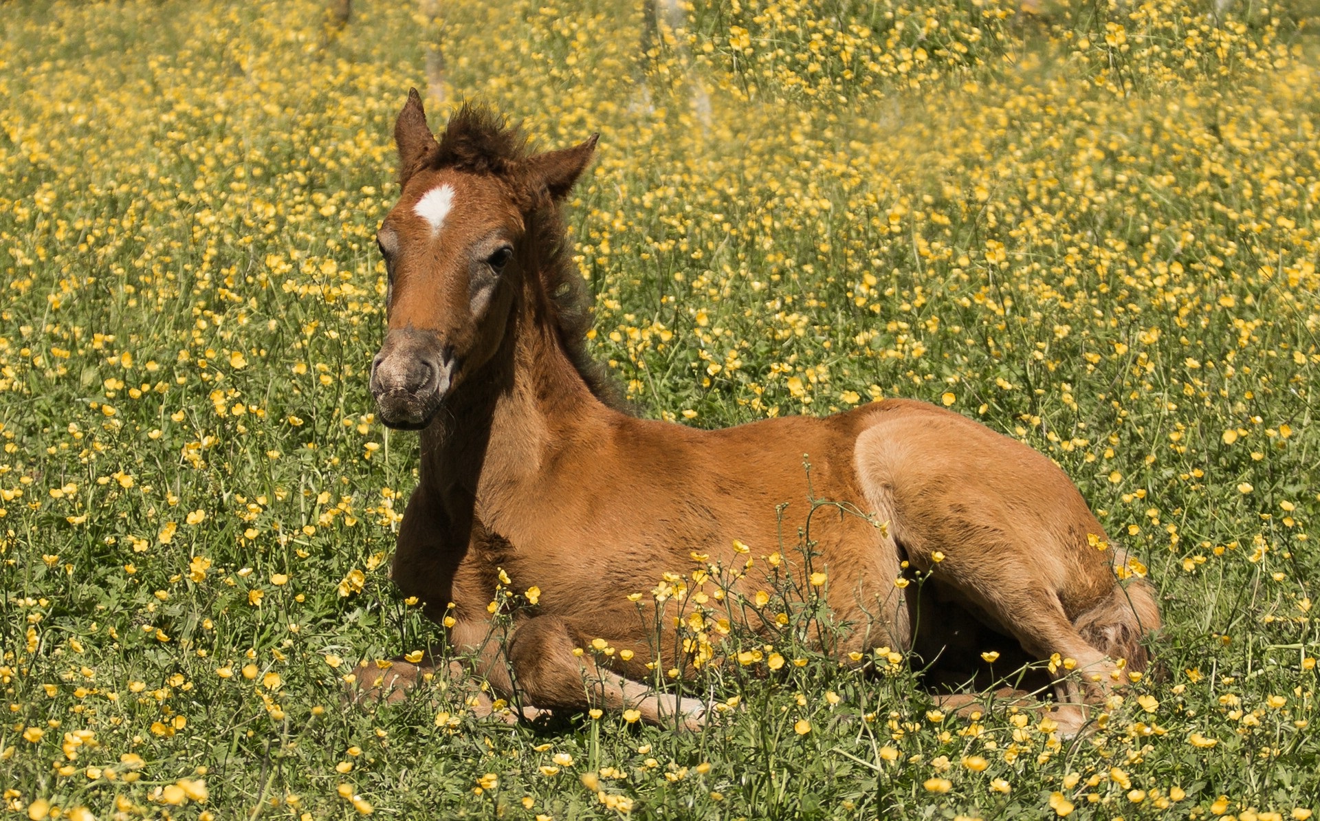 Download mobile wallpaper Animal, Horse, Foal for free.