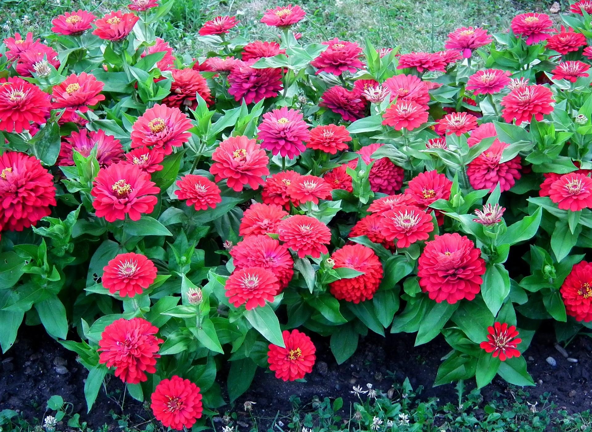 collection of best Flowerbed HD wallpaper