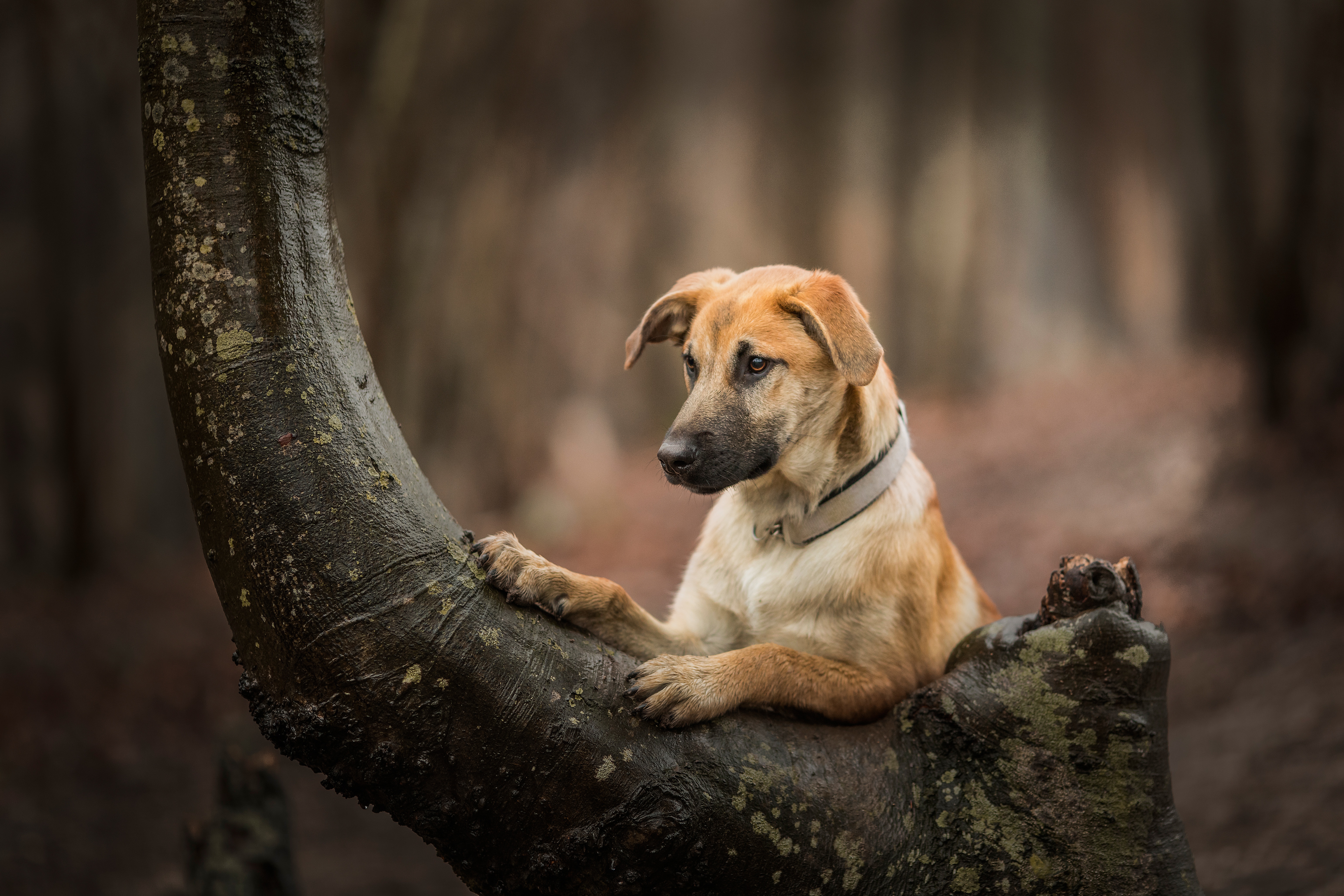 Descarga gratuita de fondo de pantalla para móvil de Animales, Perros, Perro.