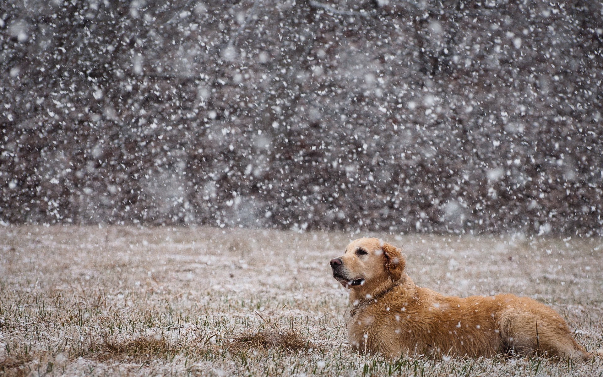 Download mobile wallpaper Golden Retriever, Dogs, Snow, Dog, Grass, Animal for free.