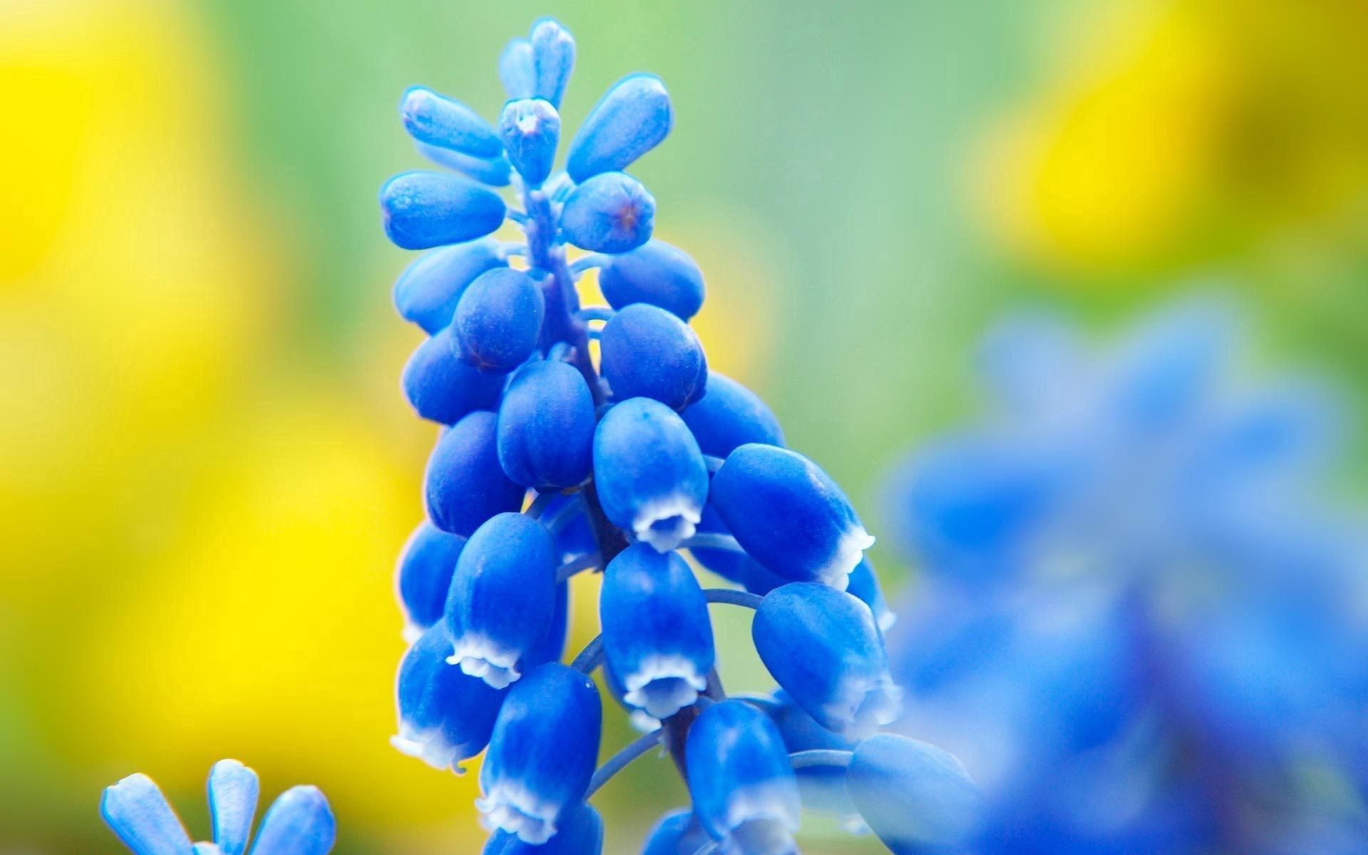 無料モバイル壁紙花, 大きい, マクロ, 枝, 青い, グレア, ブランチ, ぎらぎらをダウンロードします。