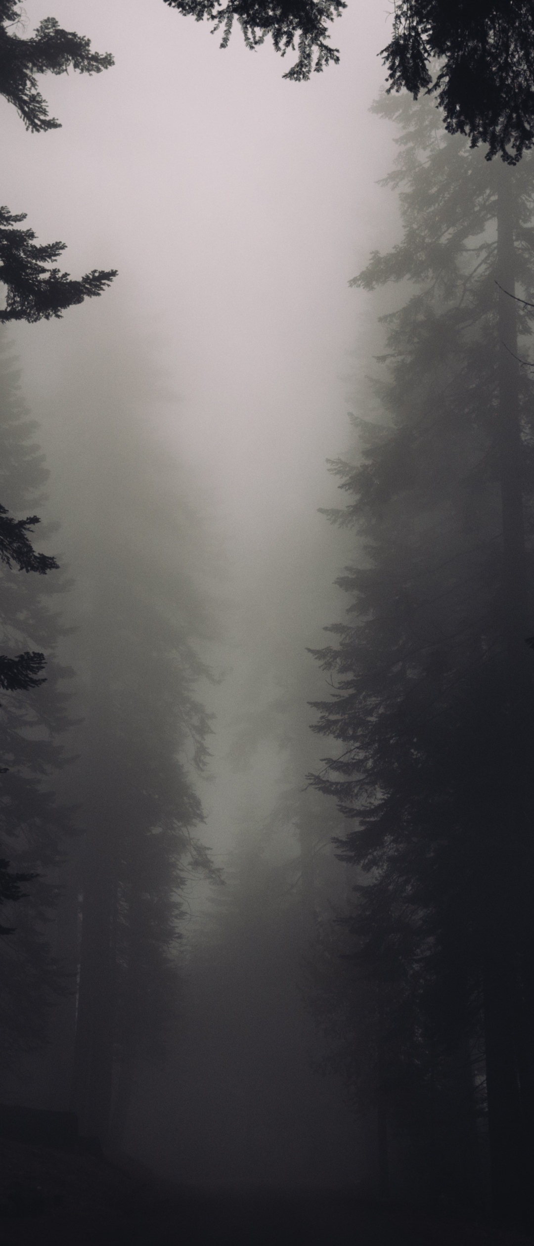 Download mobile wallpaper Forest, Fog, Earth for free.