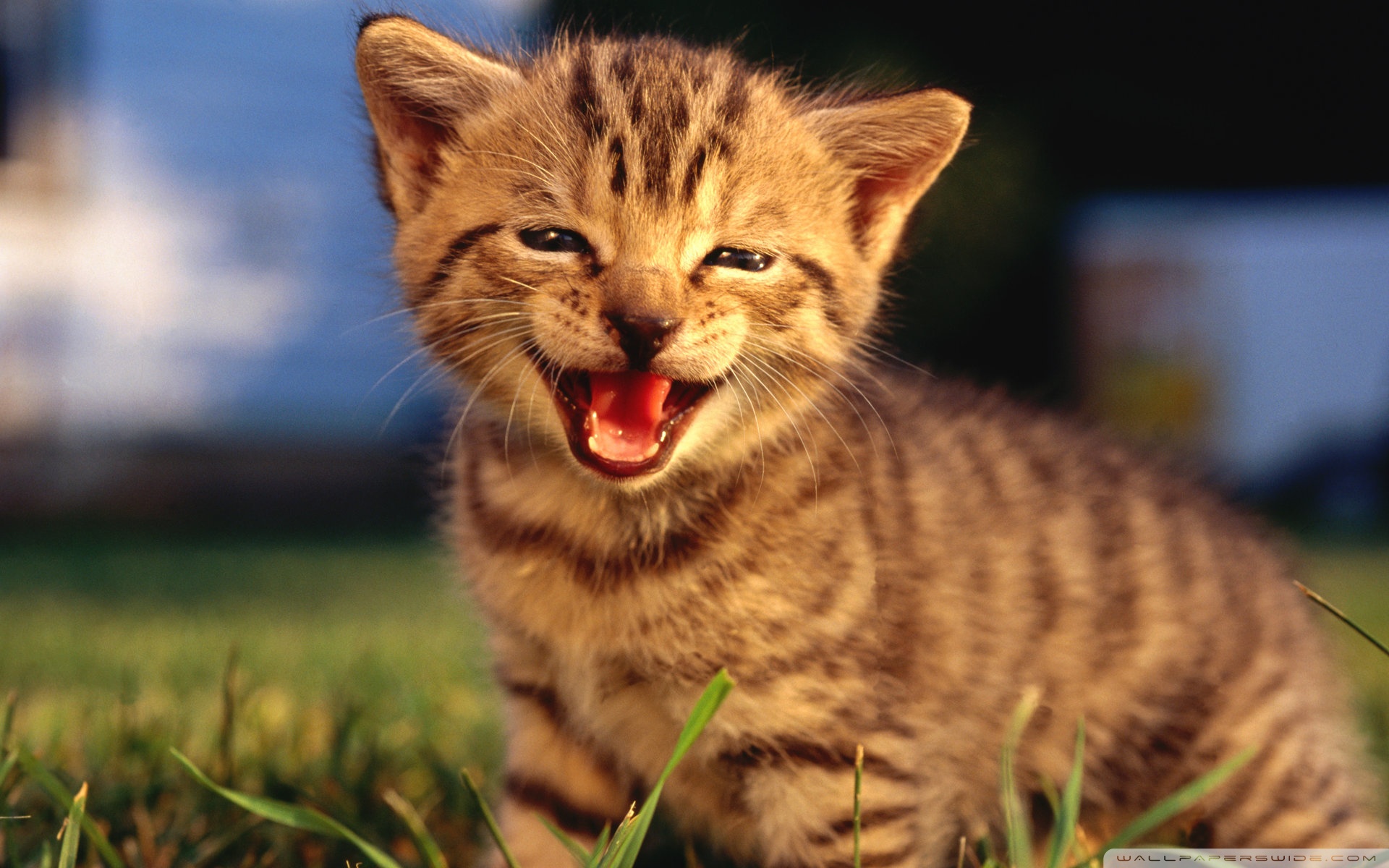 Download mobile wallpaper Cat, Animal for free.