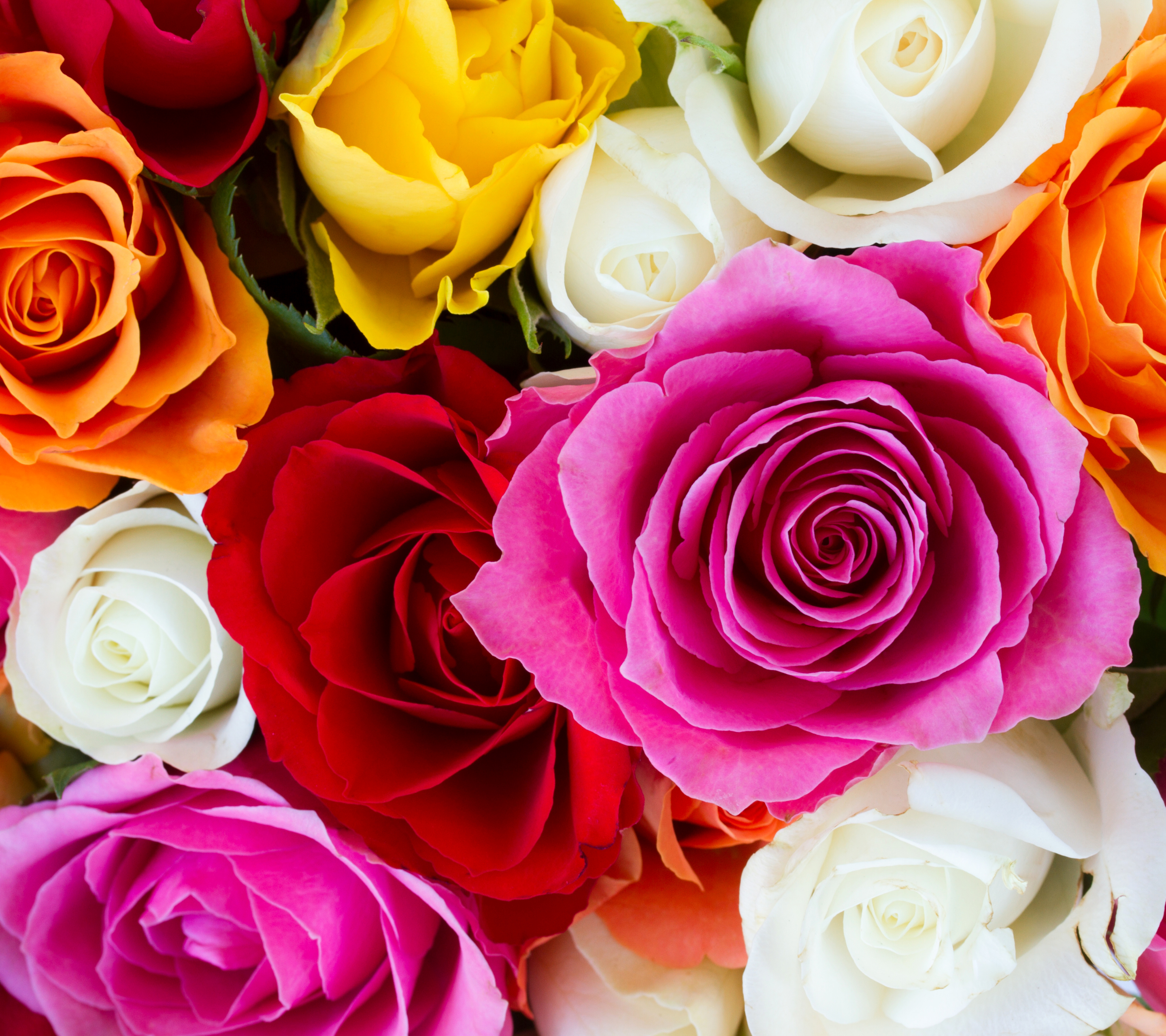 Free download wallpaper Flowers, Flower, Rose, Earth, Colors, Colorful, Yellow Flower, White Flower, Red Flower, Pink Flower, Orange Flower on your PC desktop