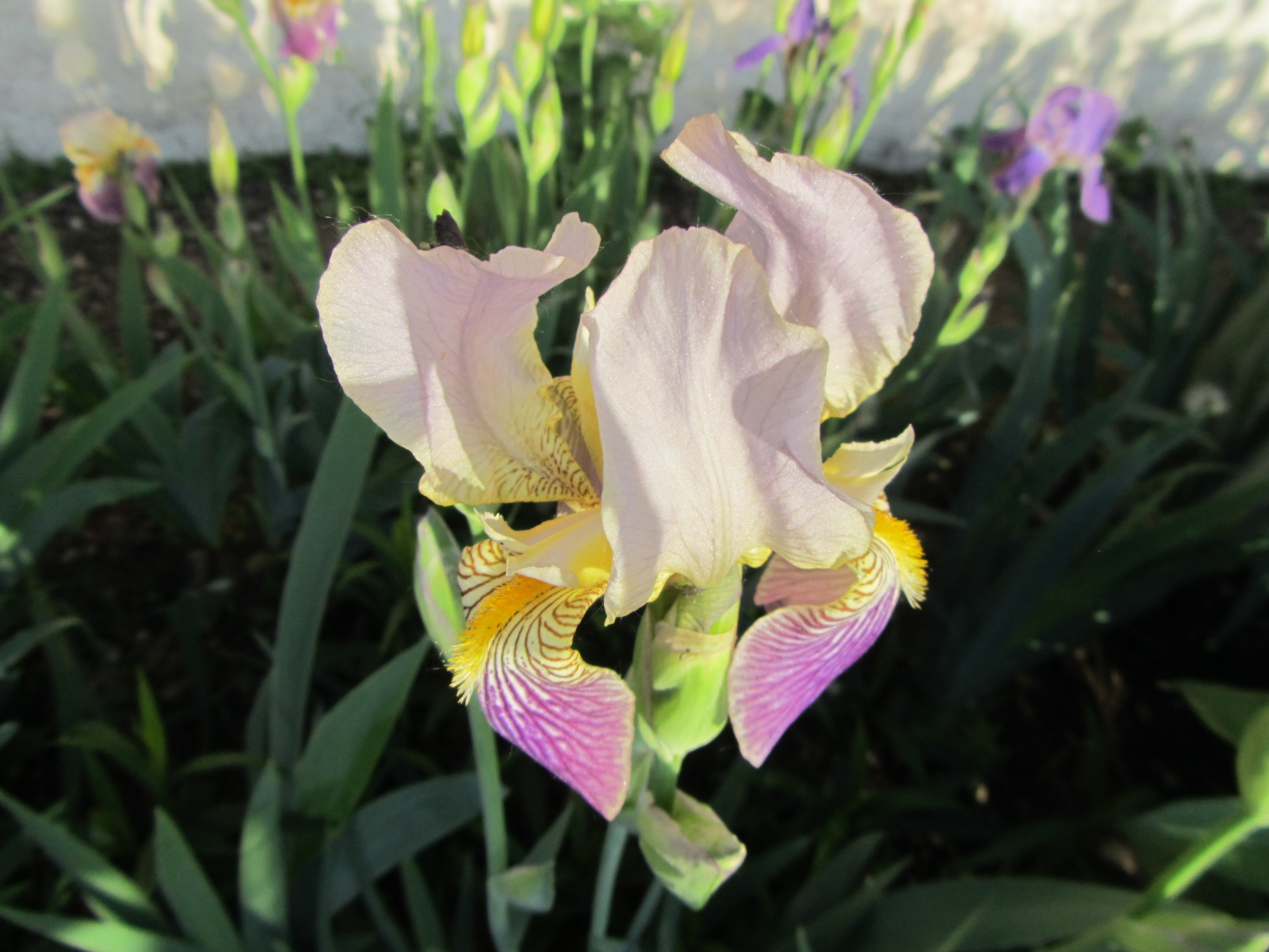 Téléchargez gratuitement l'image Fleurs, Iris, Fleur, Terre/nature sur le bureau de votre PC